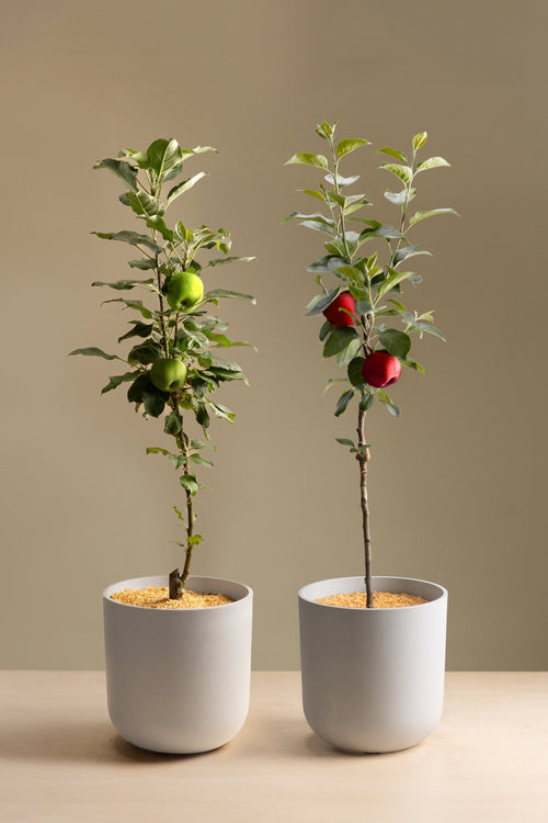 Columnar Apple Bundle-Shrubb-