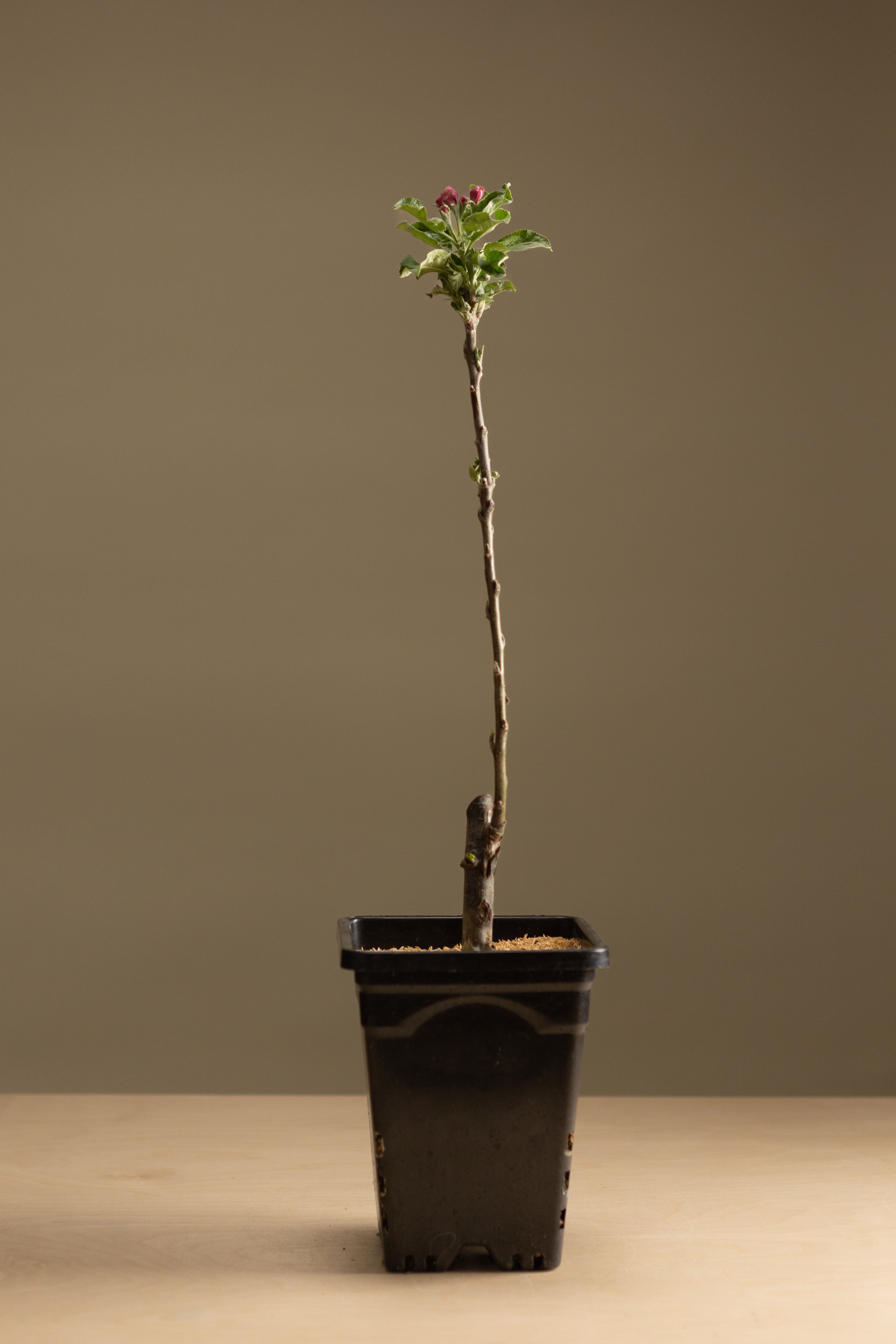 Columnar Apple Bundle-Shrubb-