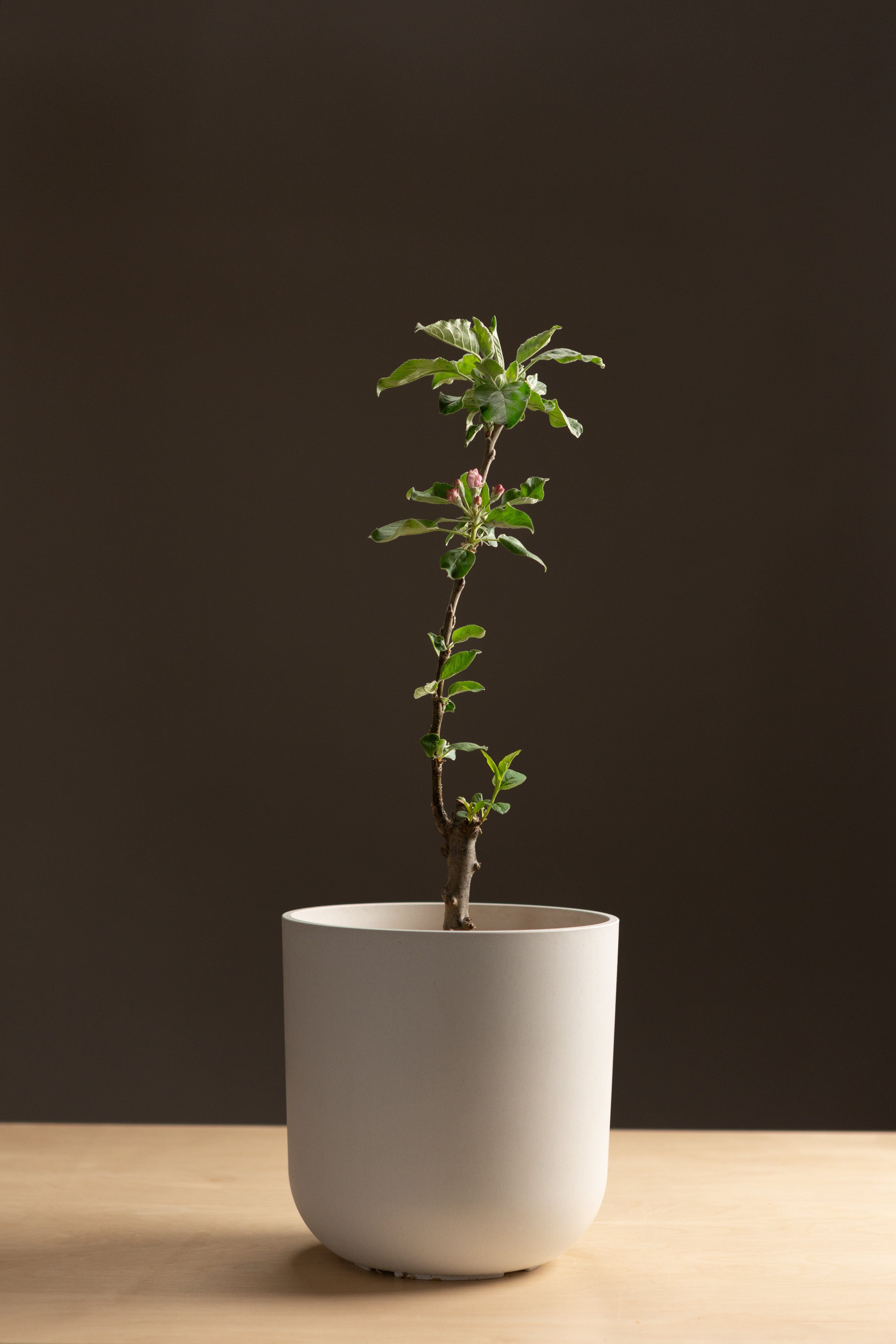 Columnar Apple Bundle-Shrubb-