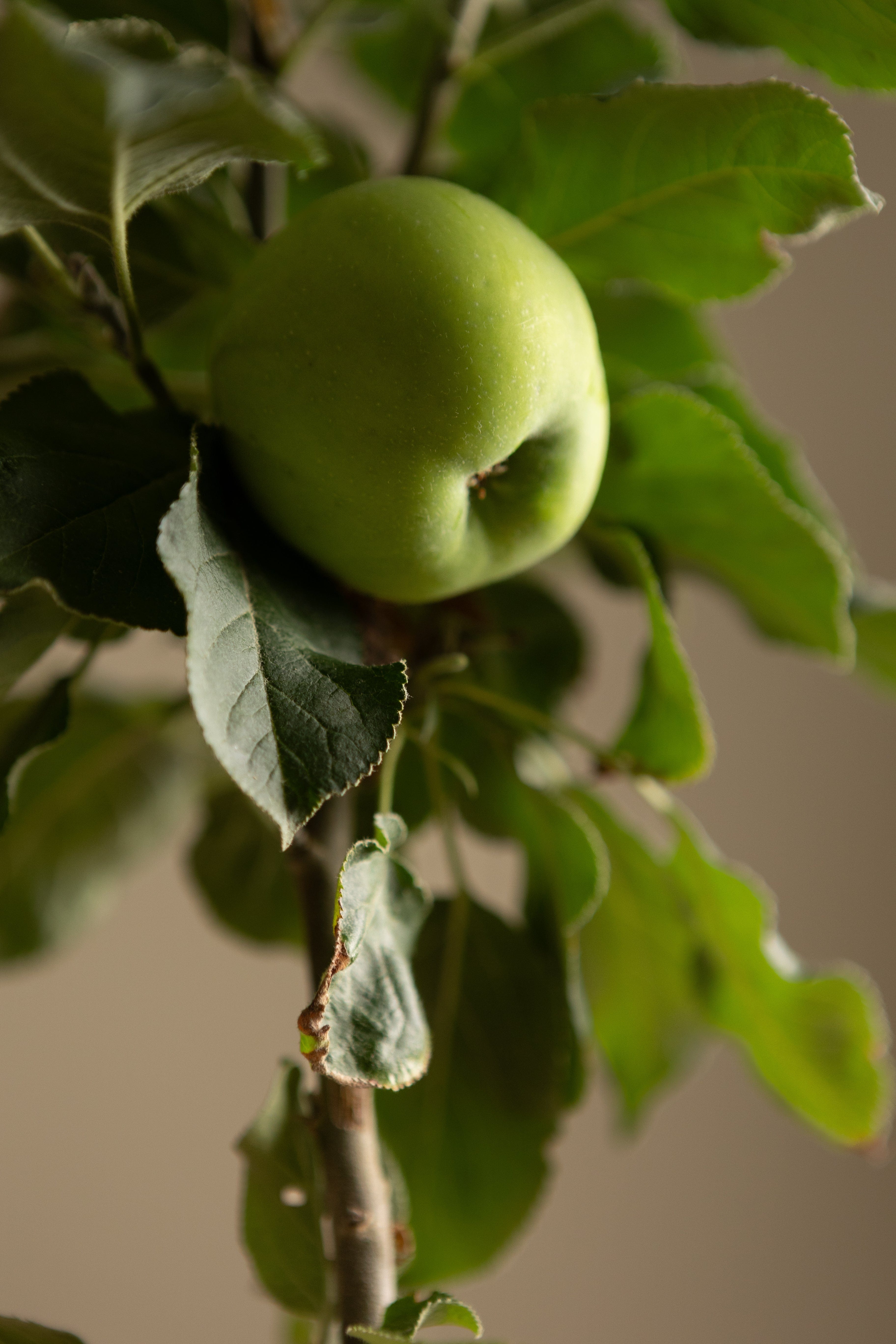 Columnar Apple Bundle-Shrubb-