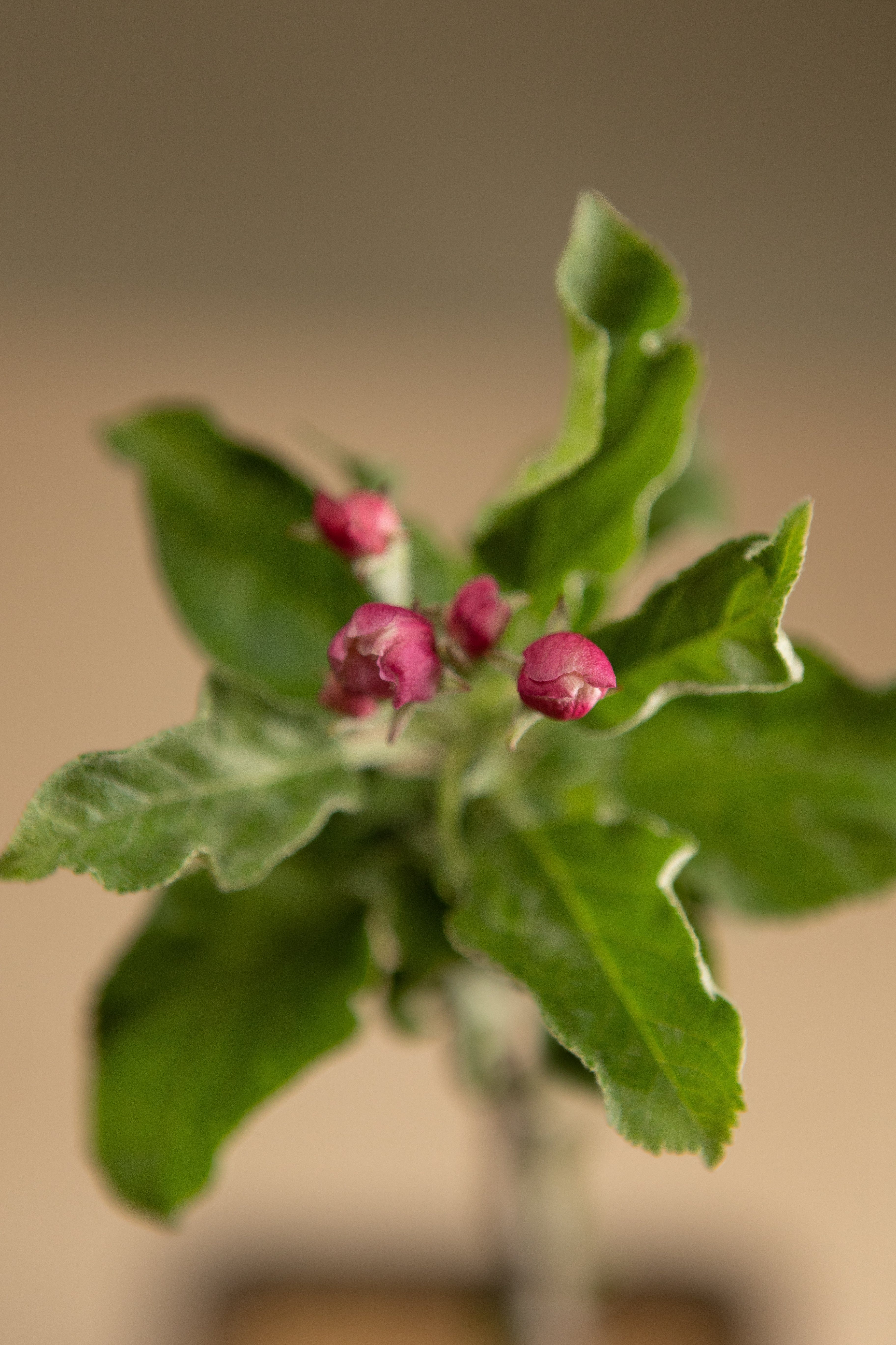 Columnar Apple Bundle-Shrubb-