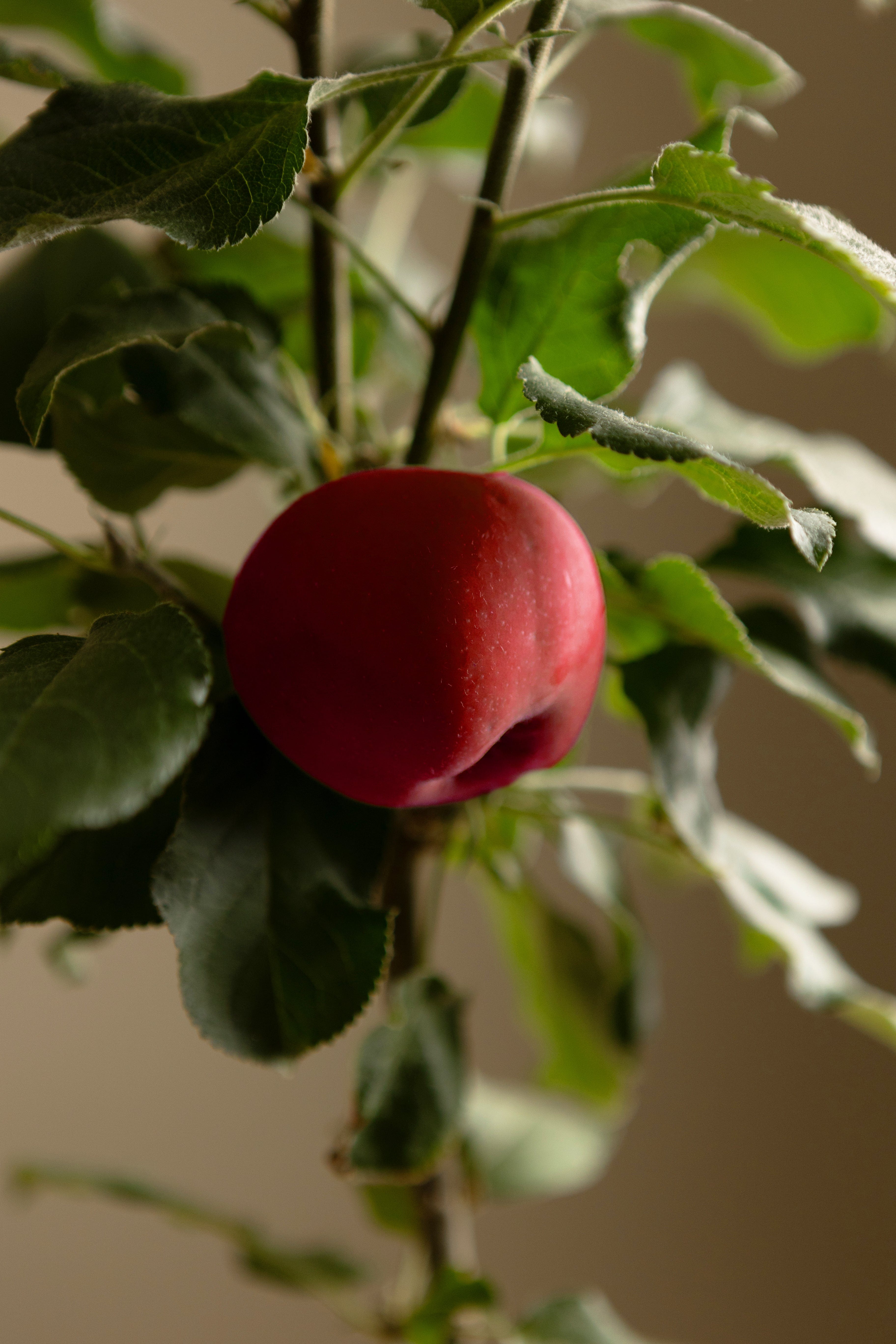 Columnar Apple Bundle-Shrubb-