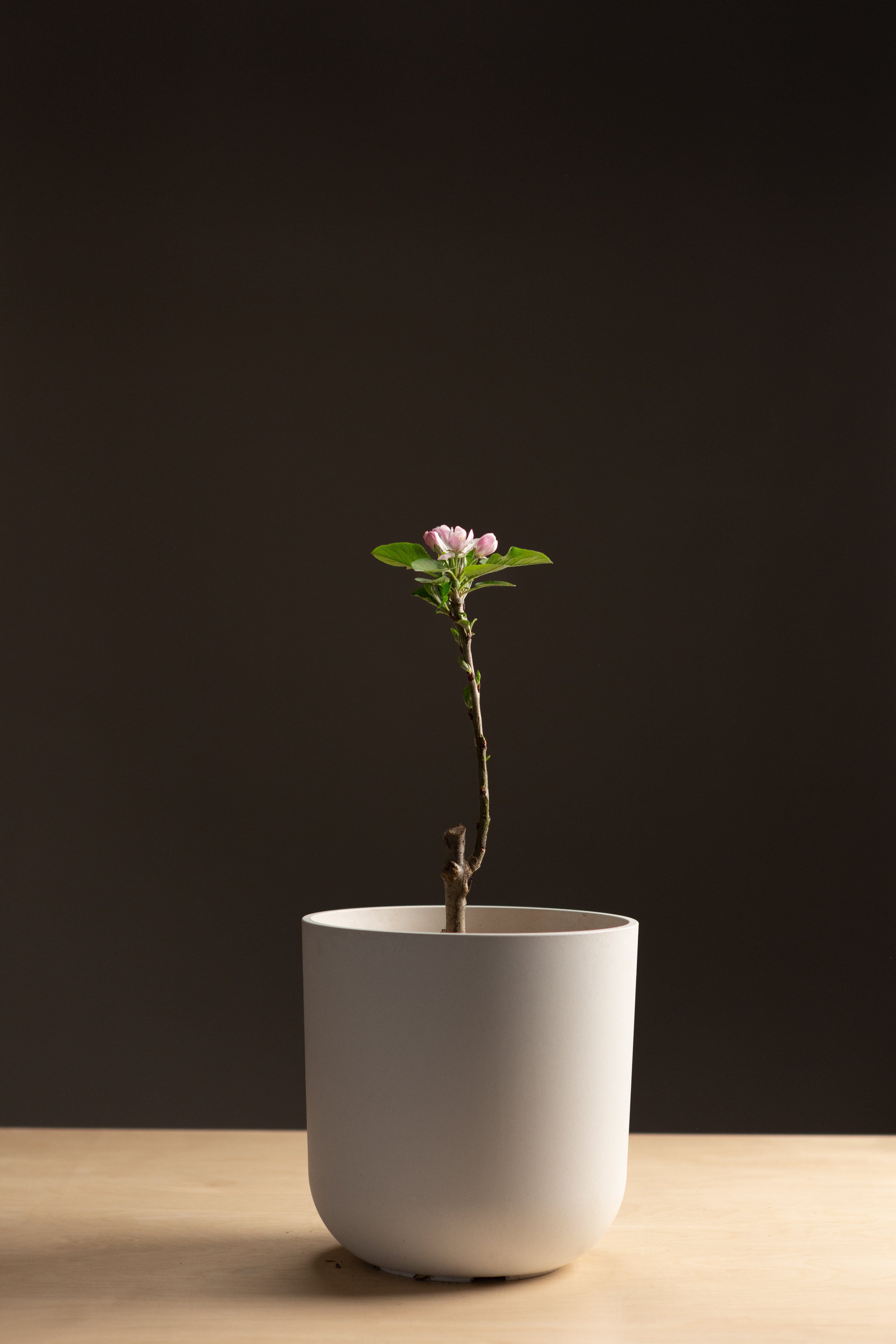 Columnar Apple Bundle-Shrubb-