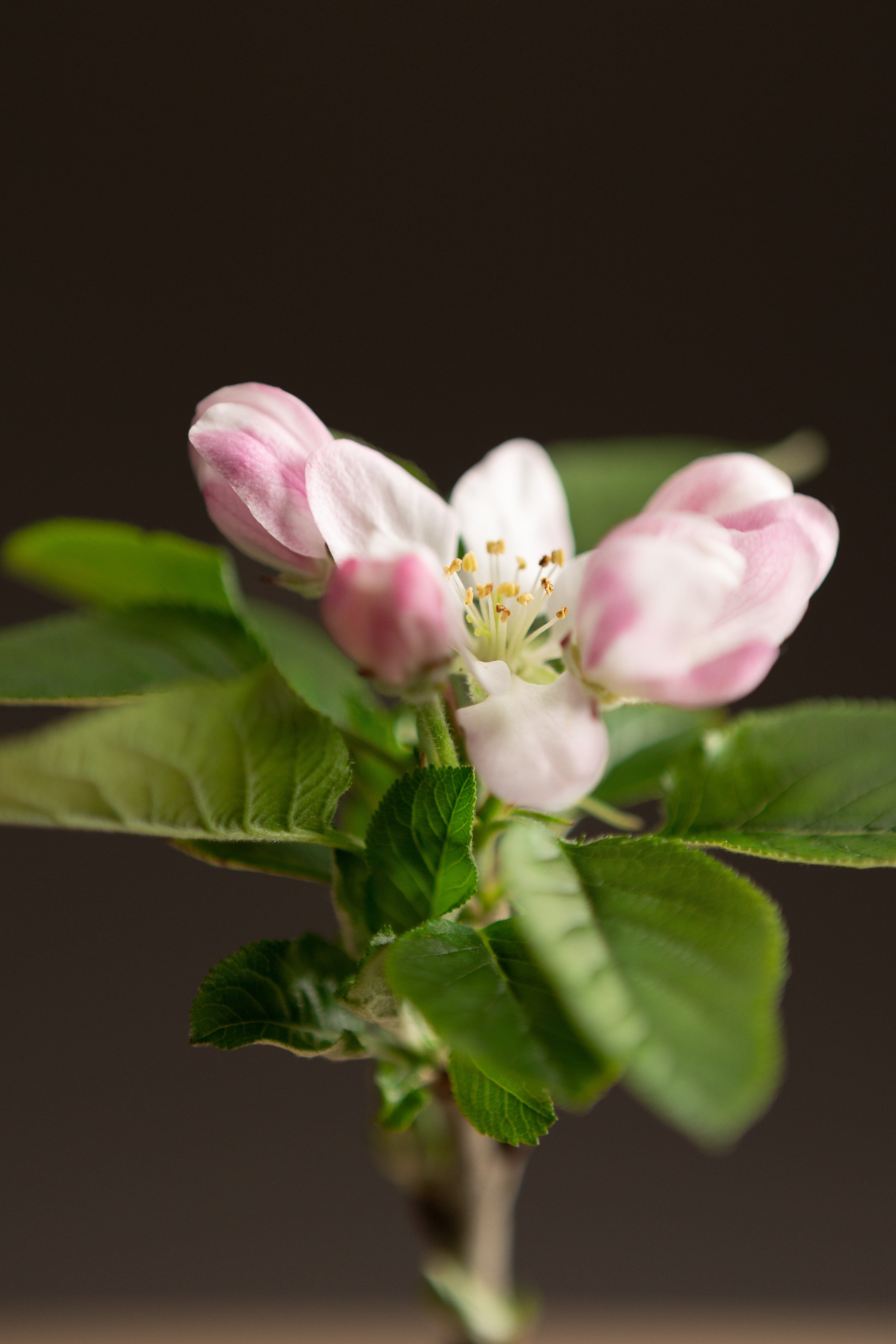 Columnar Apple Bundle-Shrubb-