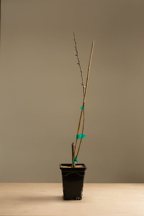 Apricot-Shrubb-