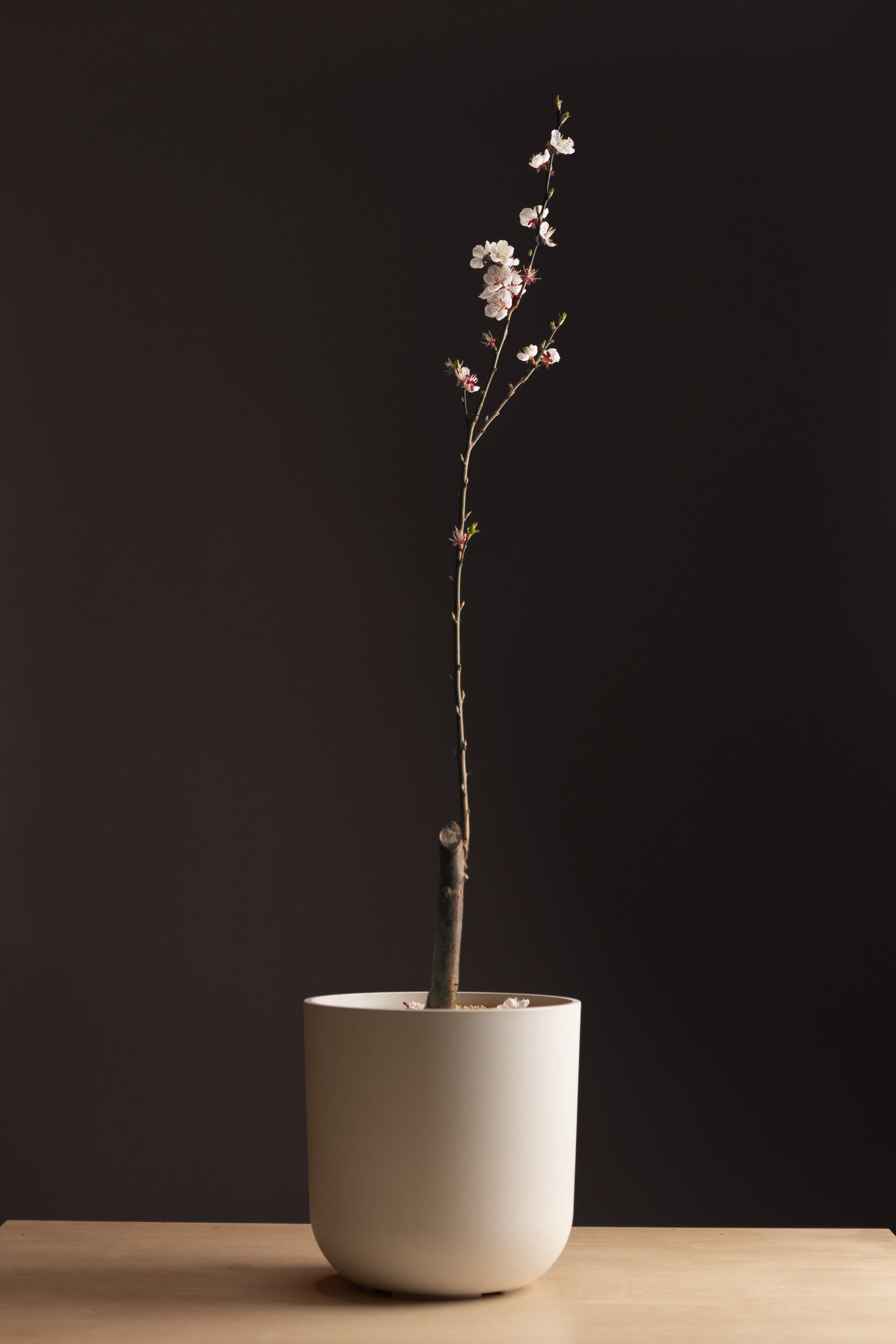 Apricot-Shrubb-