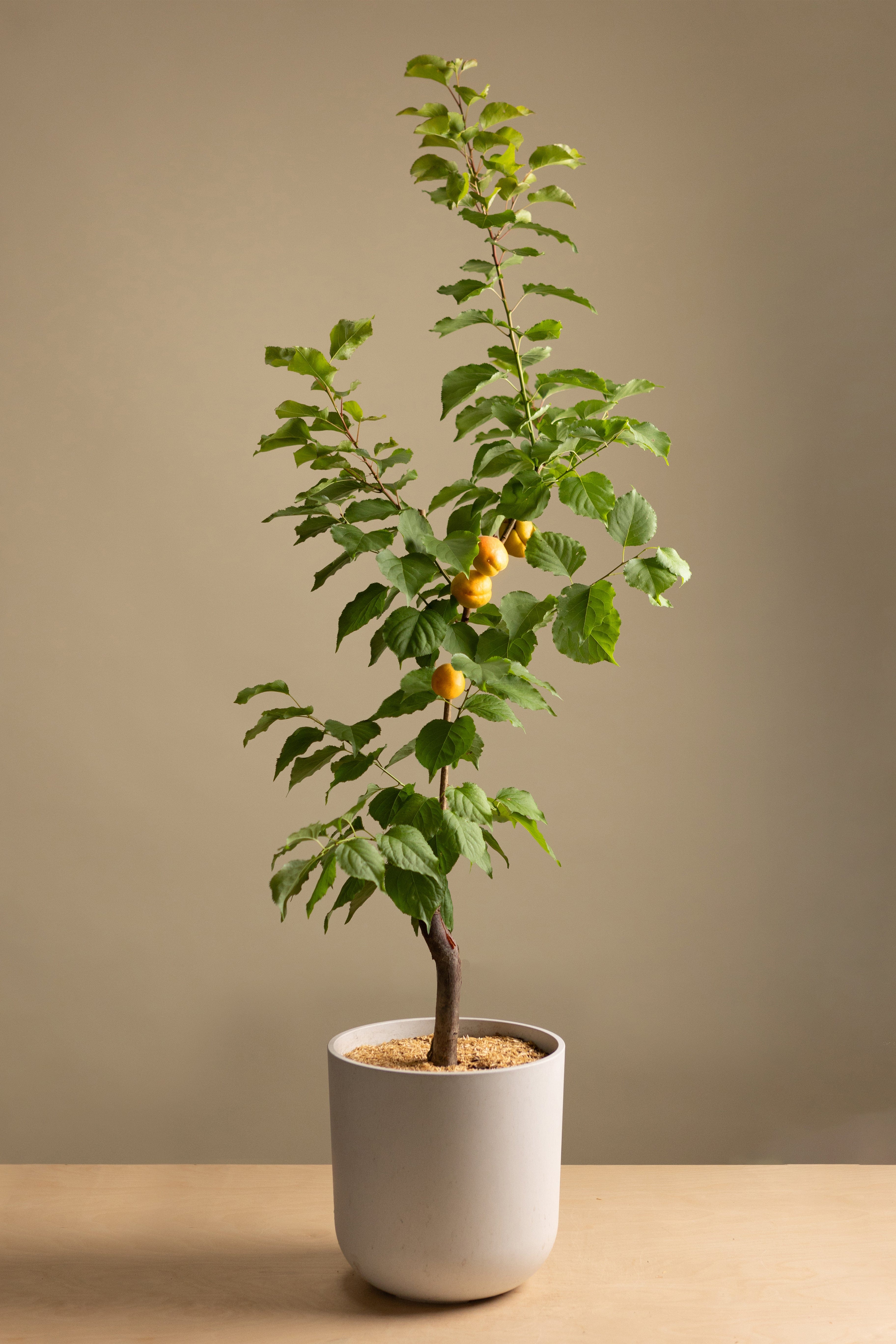 Apricot-Shrubb-