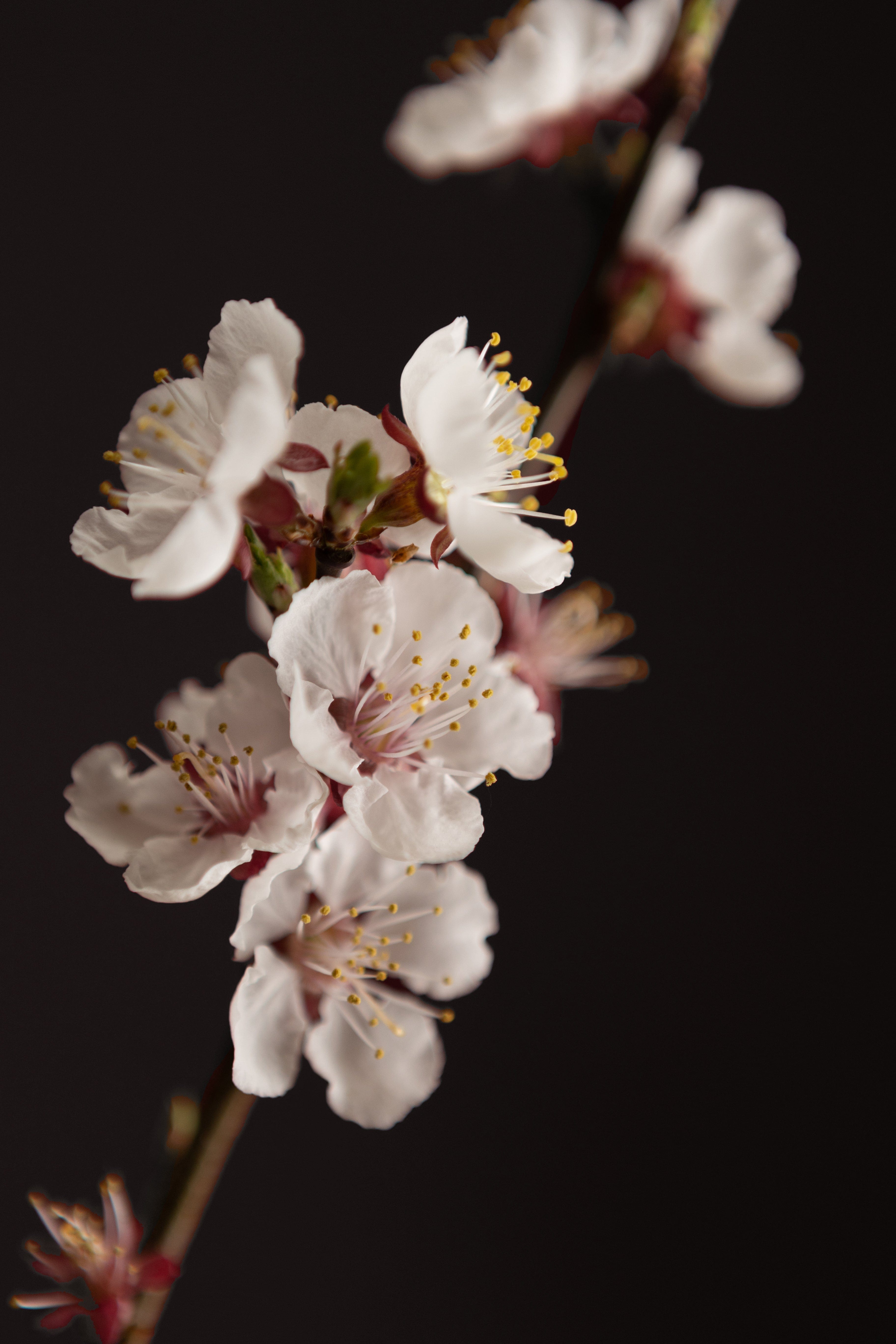 Apricot-Shrubb-