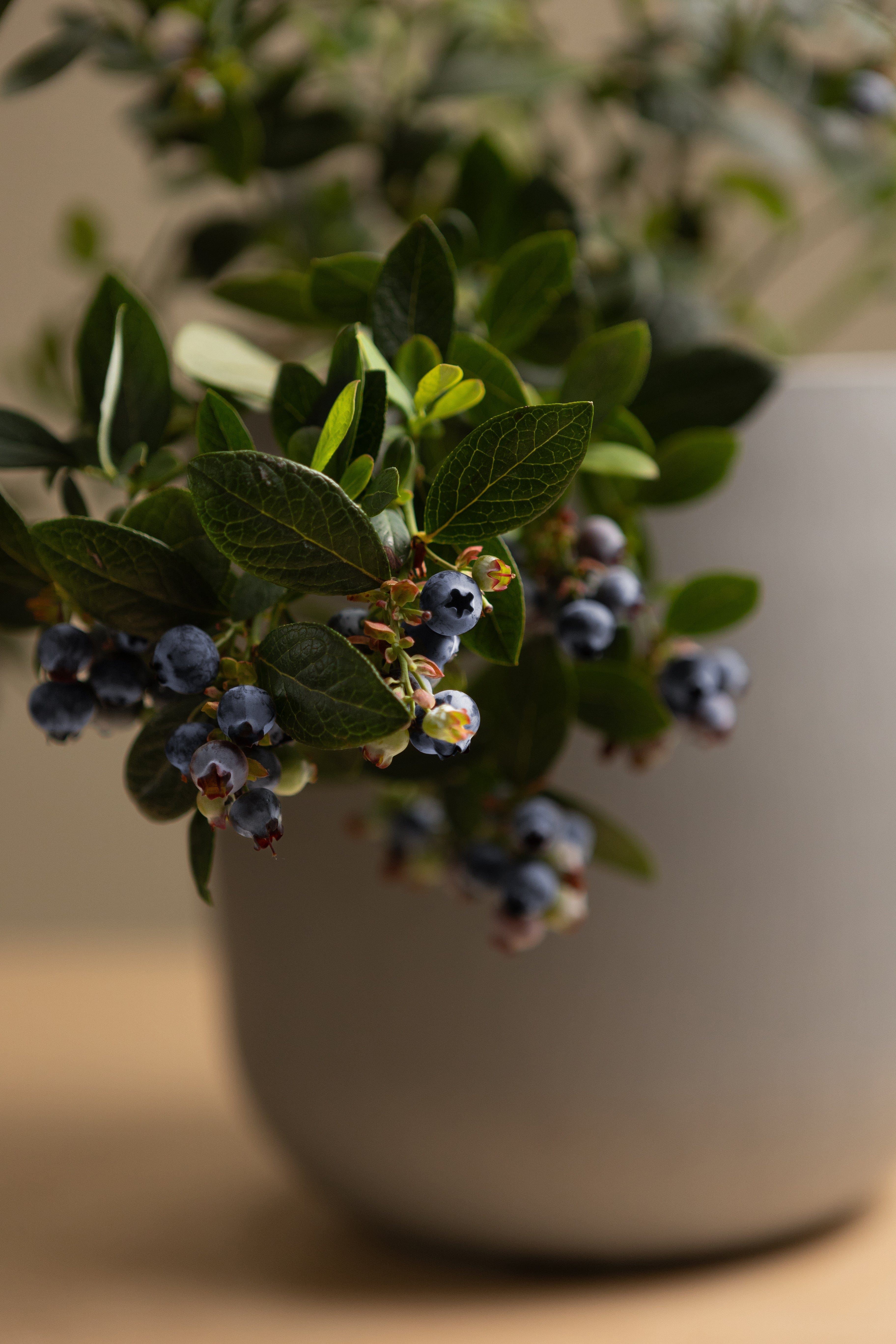 Blueberry-Shrubb-