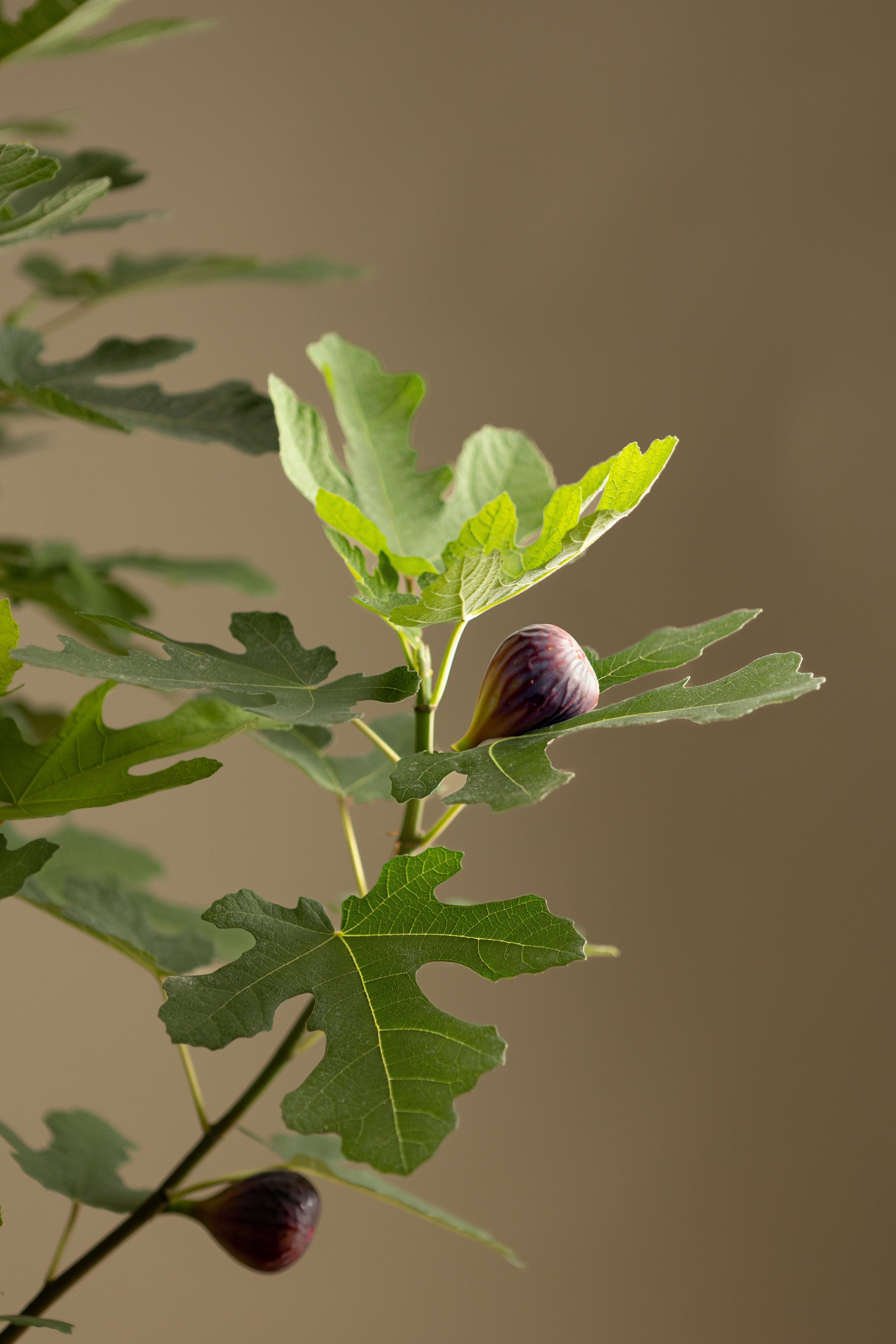 Fig-Shrubb-