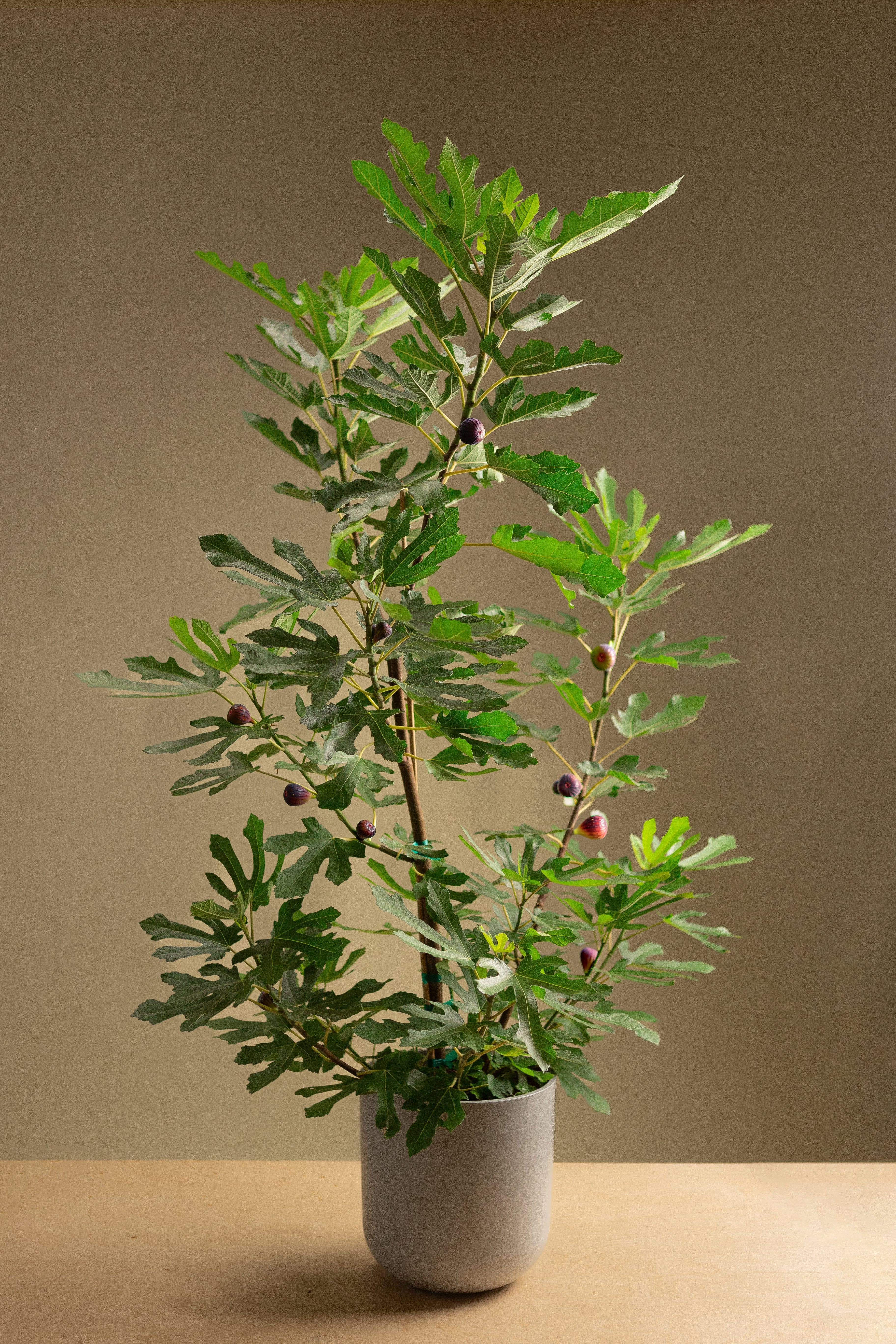 Fig-Shrubb-