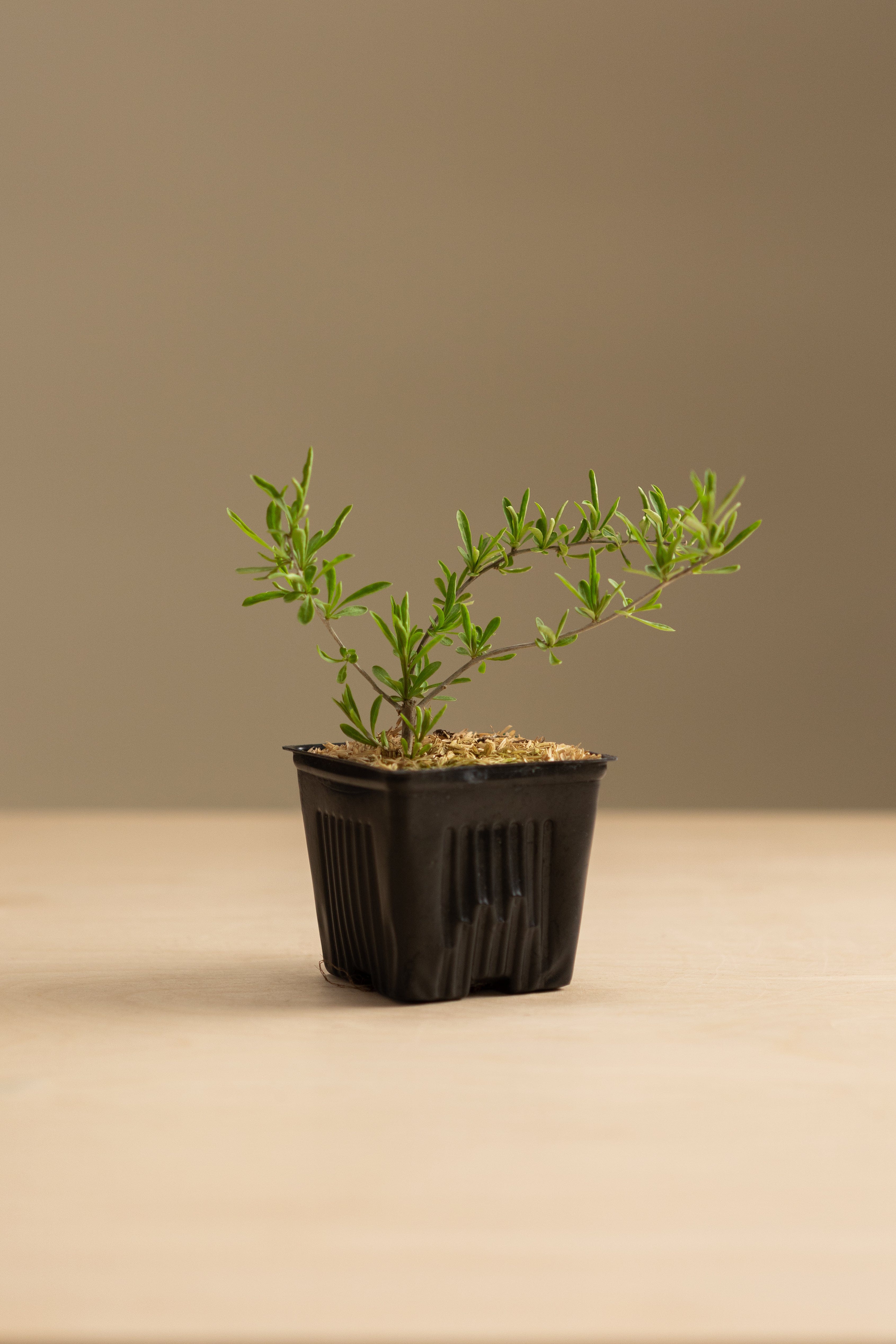 Gogi Berry-Shrubb-