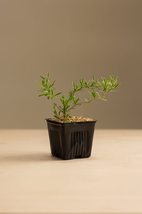 Gogi Berry-Shrubb-