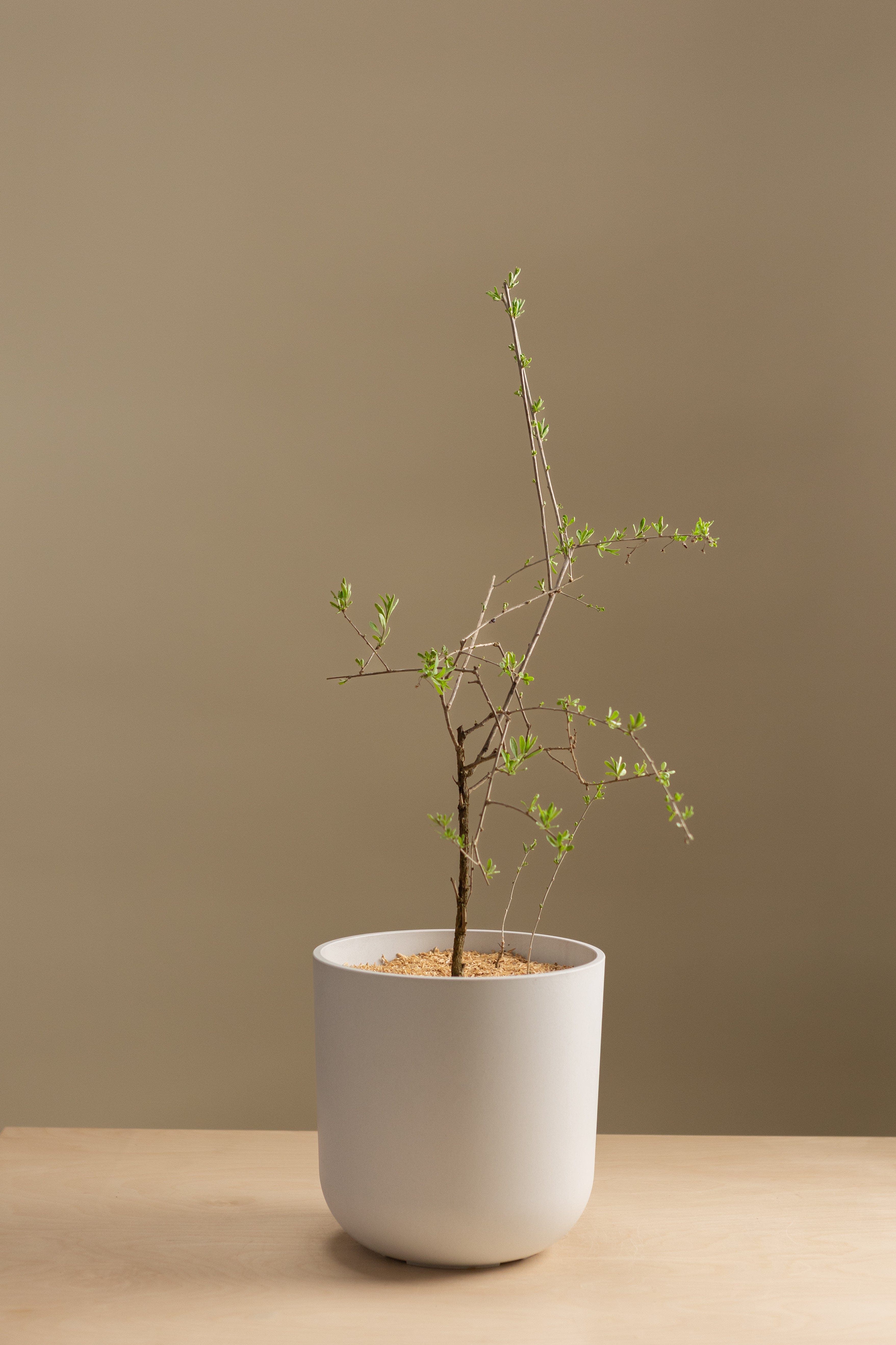 Gogi Berry-Shrubb-