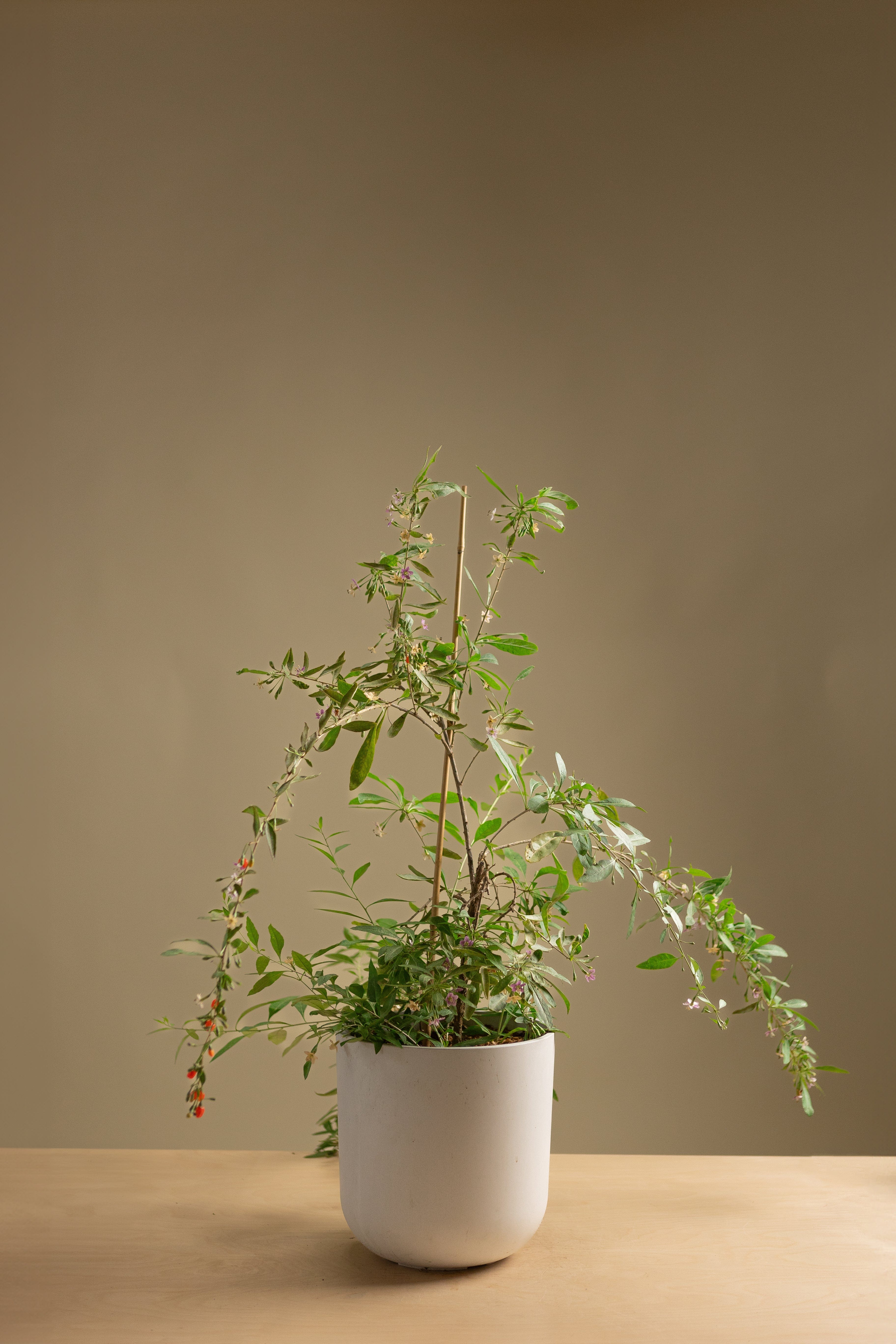 Gogi Berry-Shrubb-