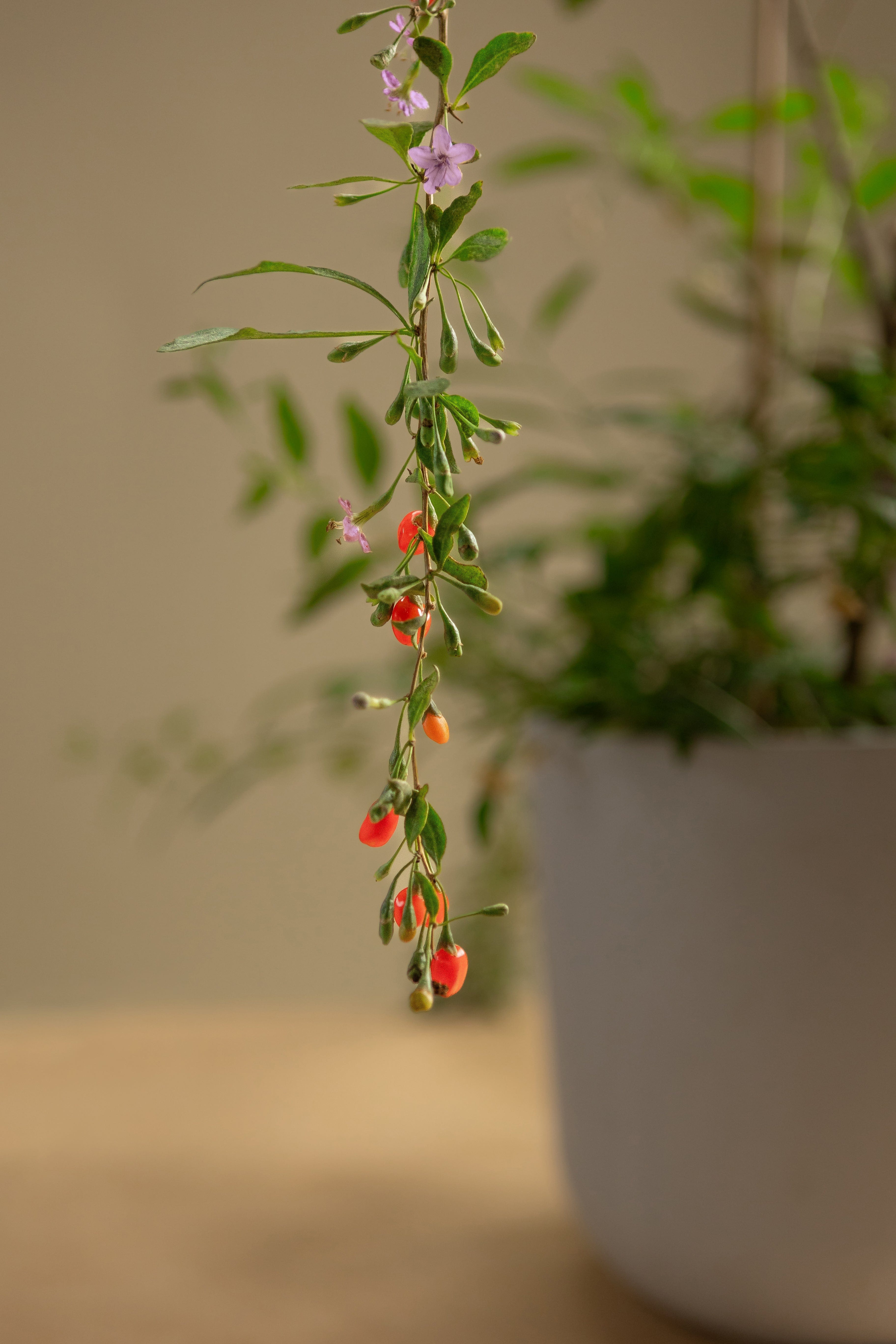 Gogi Berry-Shrubb-
