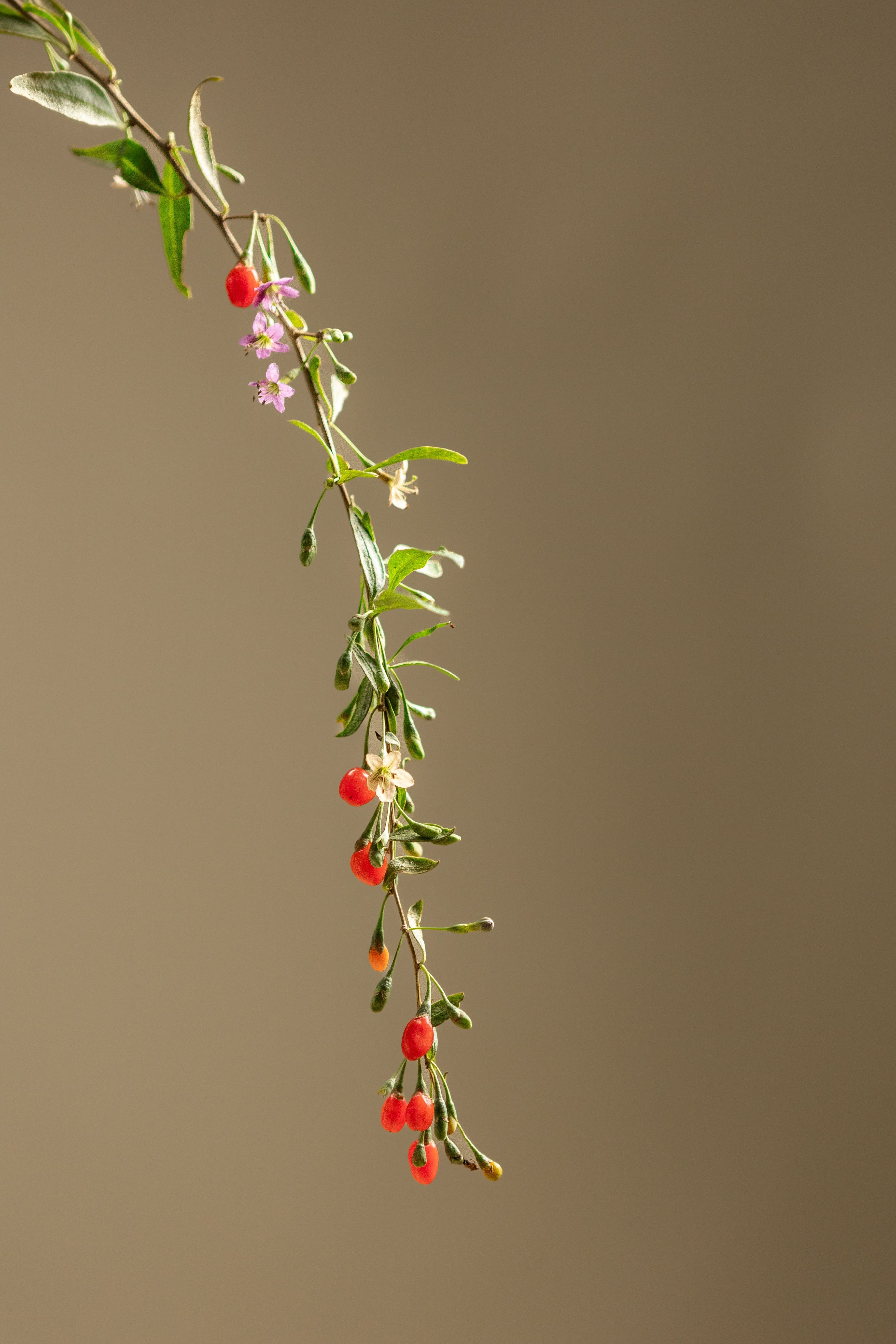 Gogi Berry-Shrubb-