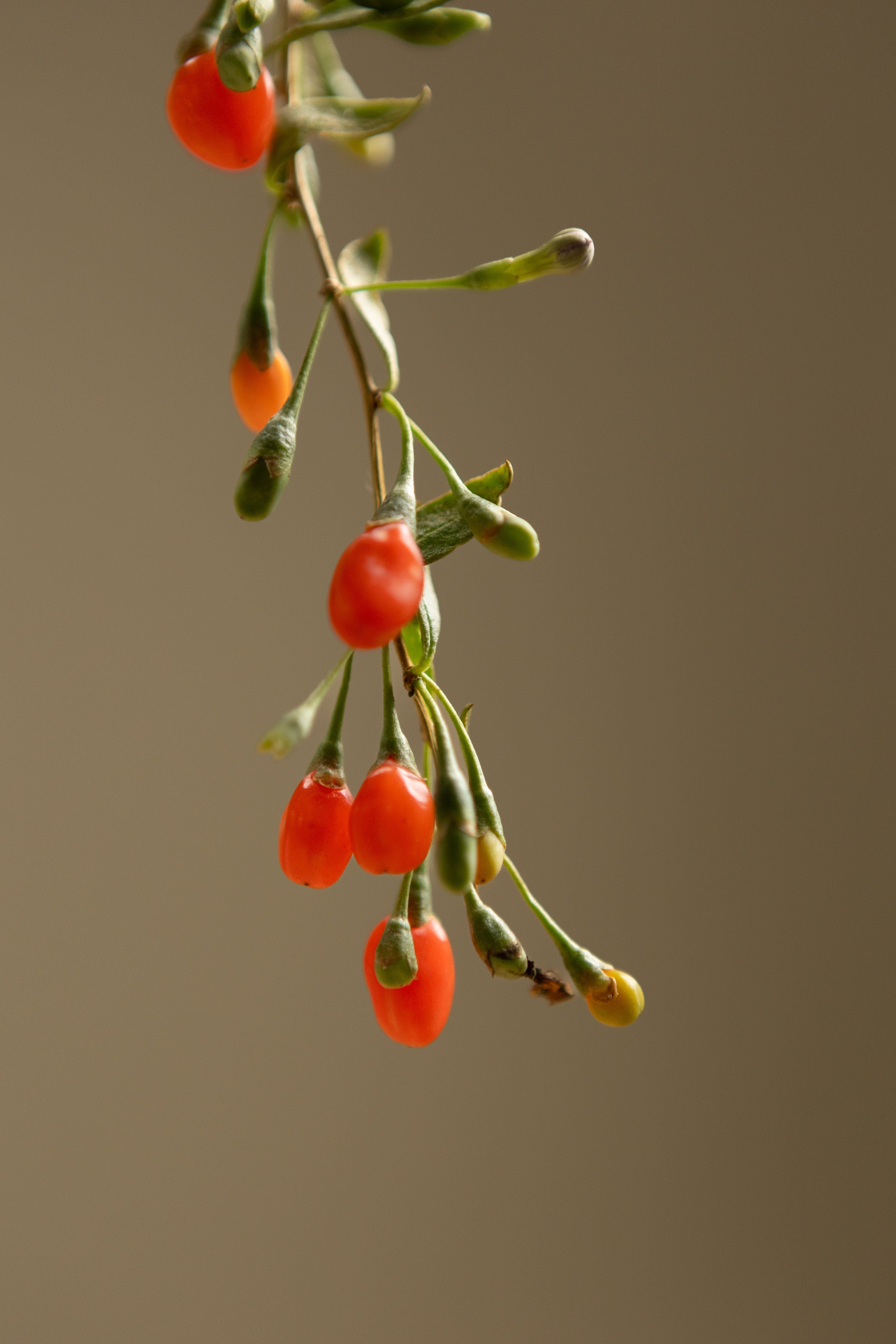 Gogi Berry-Shrubb-