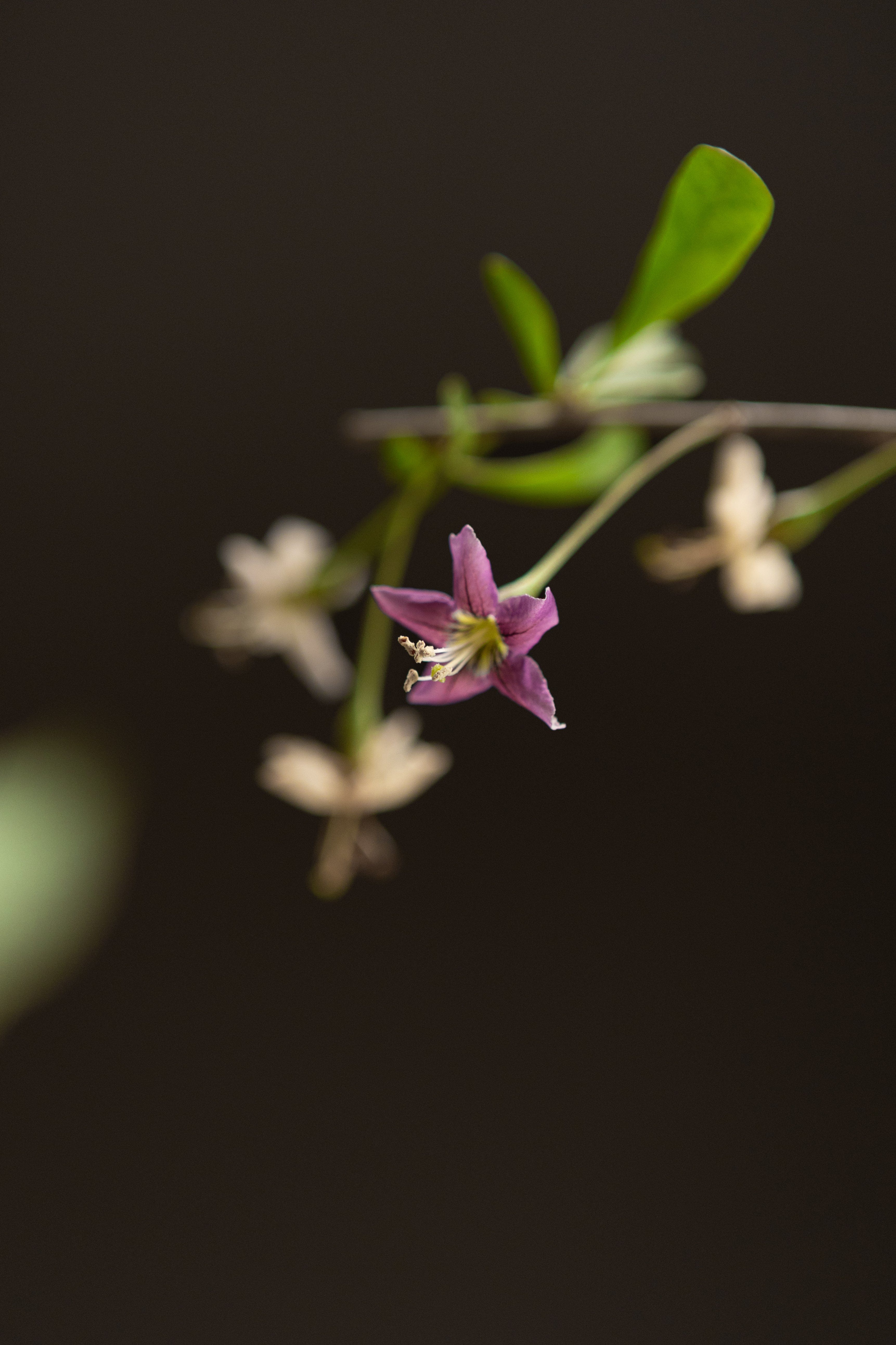 Gogi Berry-Shrubb-