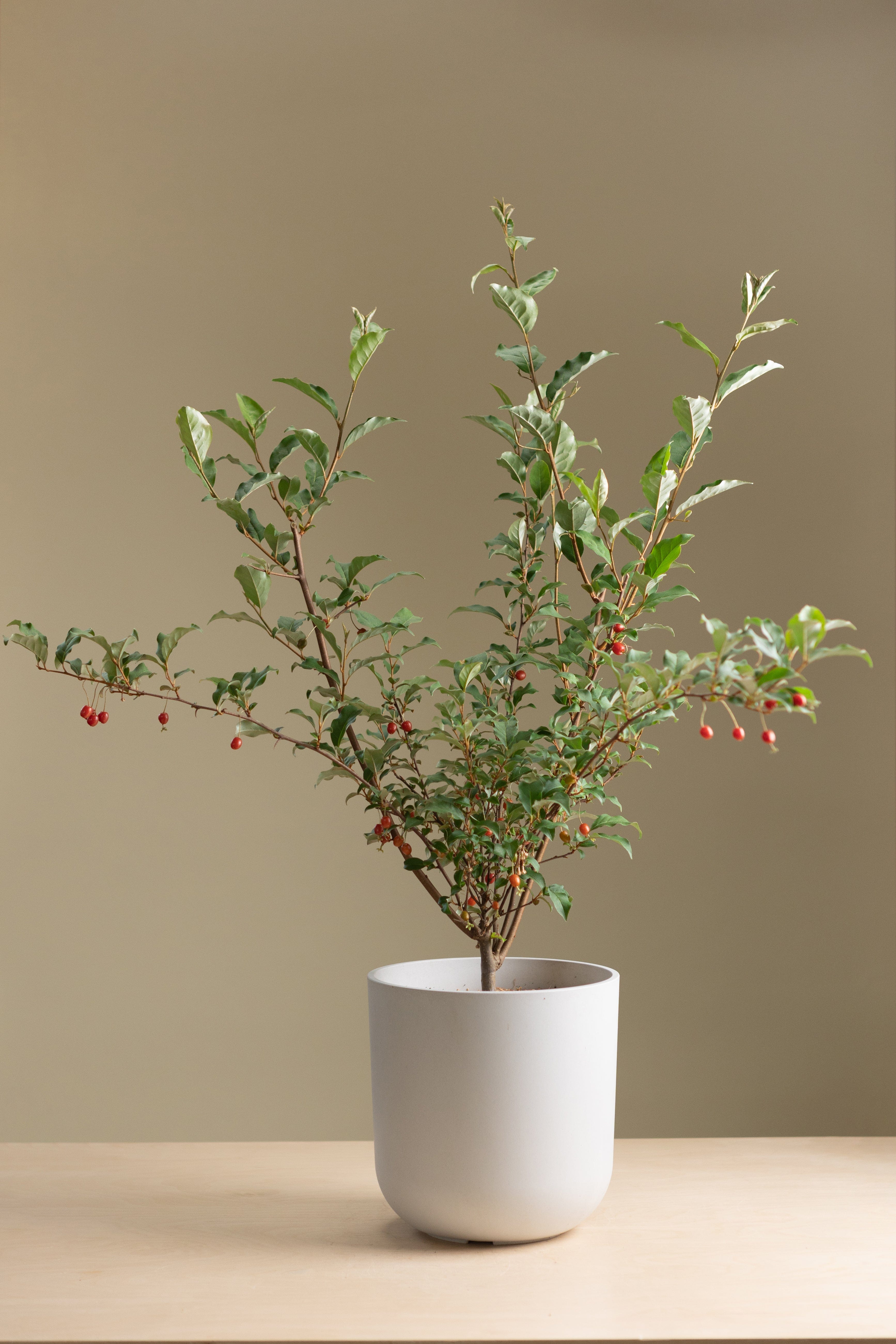 Goumi Berry-Shrubb-