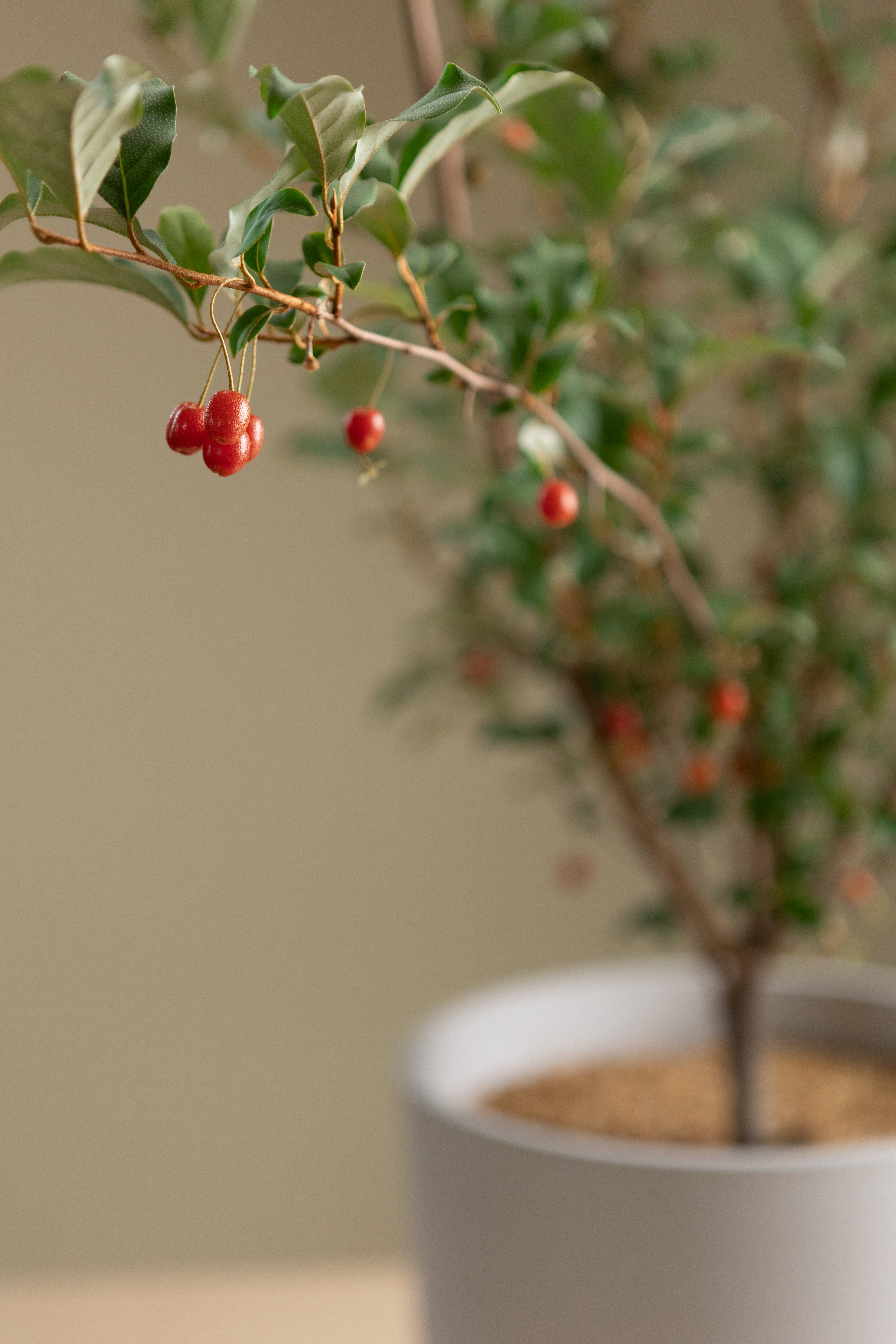 Goumi Berry-Shrubb-