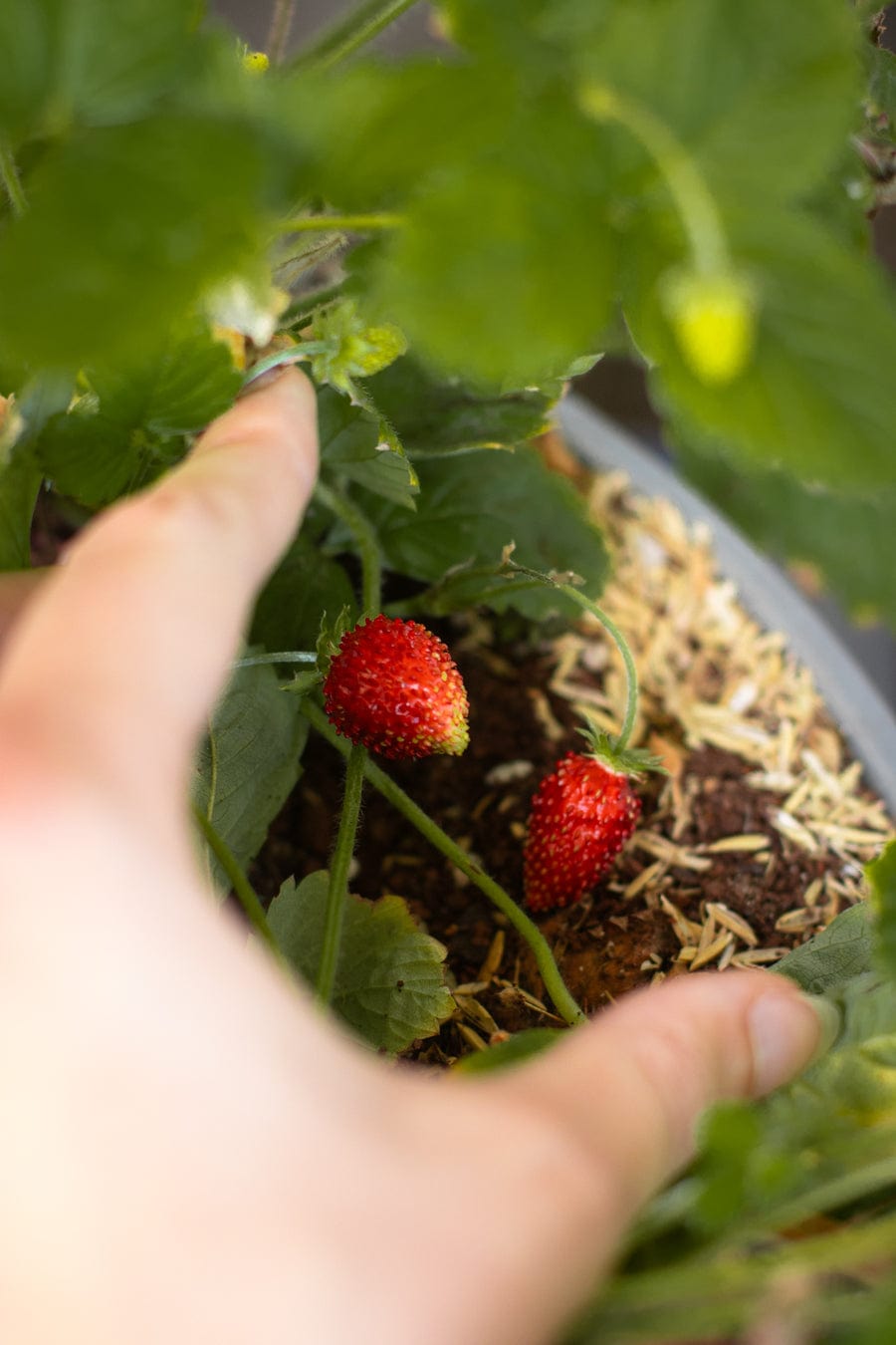 Red Alpine Strawberry-Shrubb-