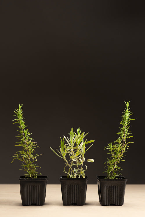 Lavender + Rosemary Bundle (Round)-Shrubb-