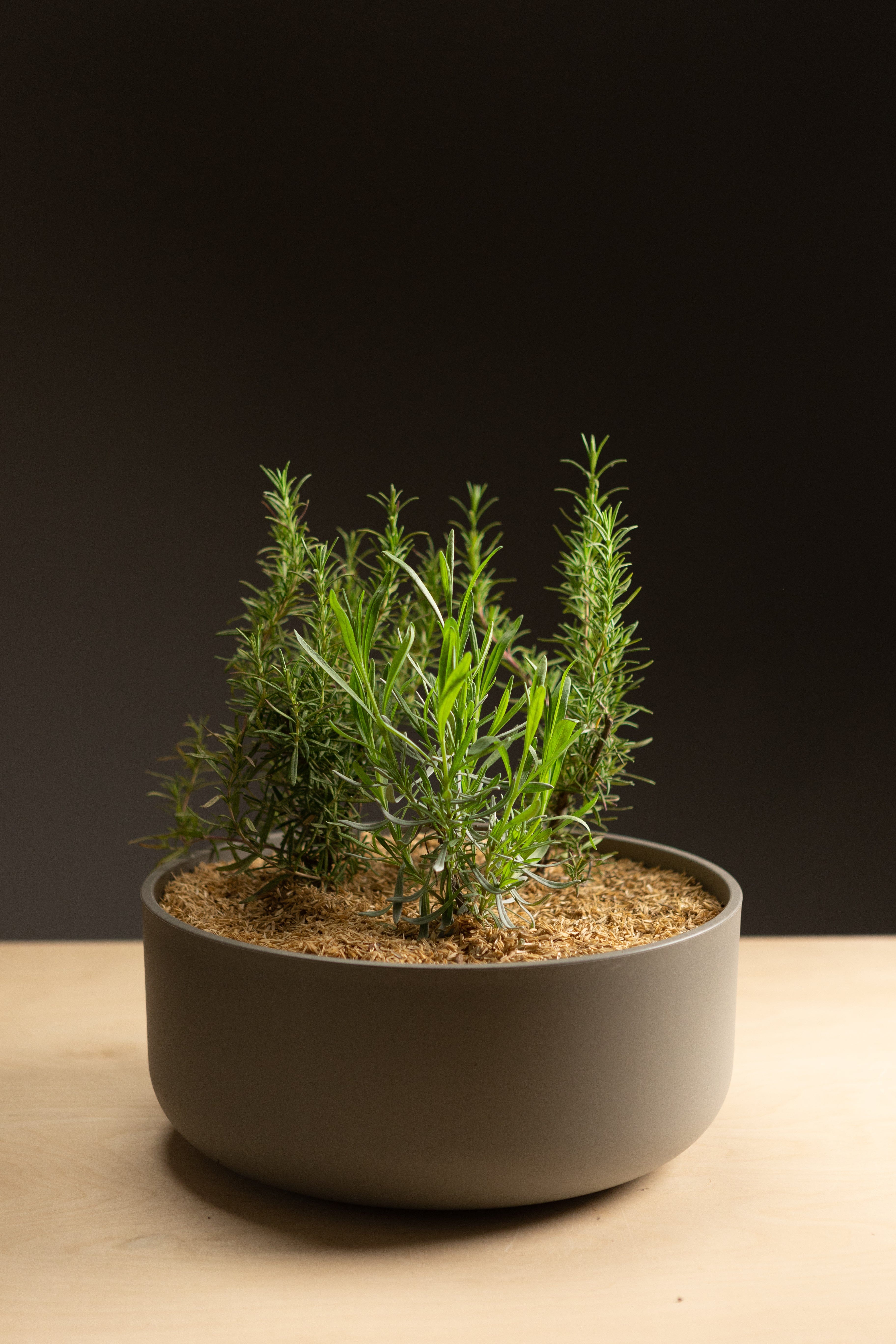 Lavender + Rosemary Bundle (Round)-Shrubb-