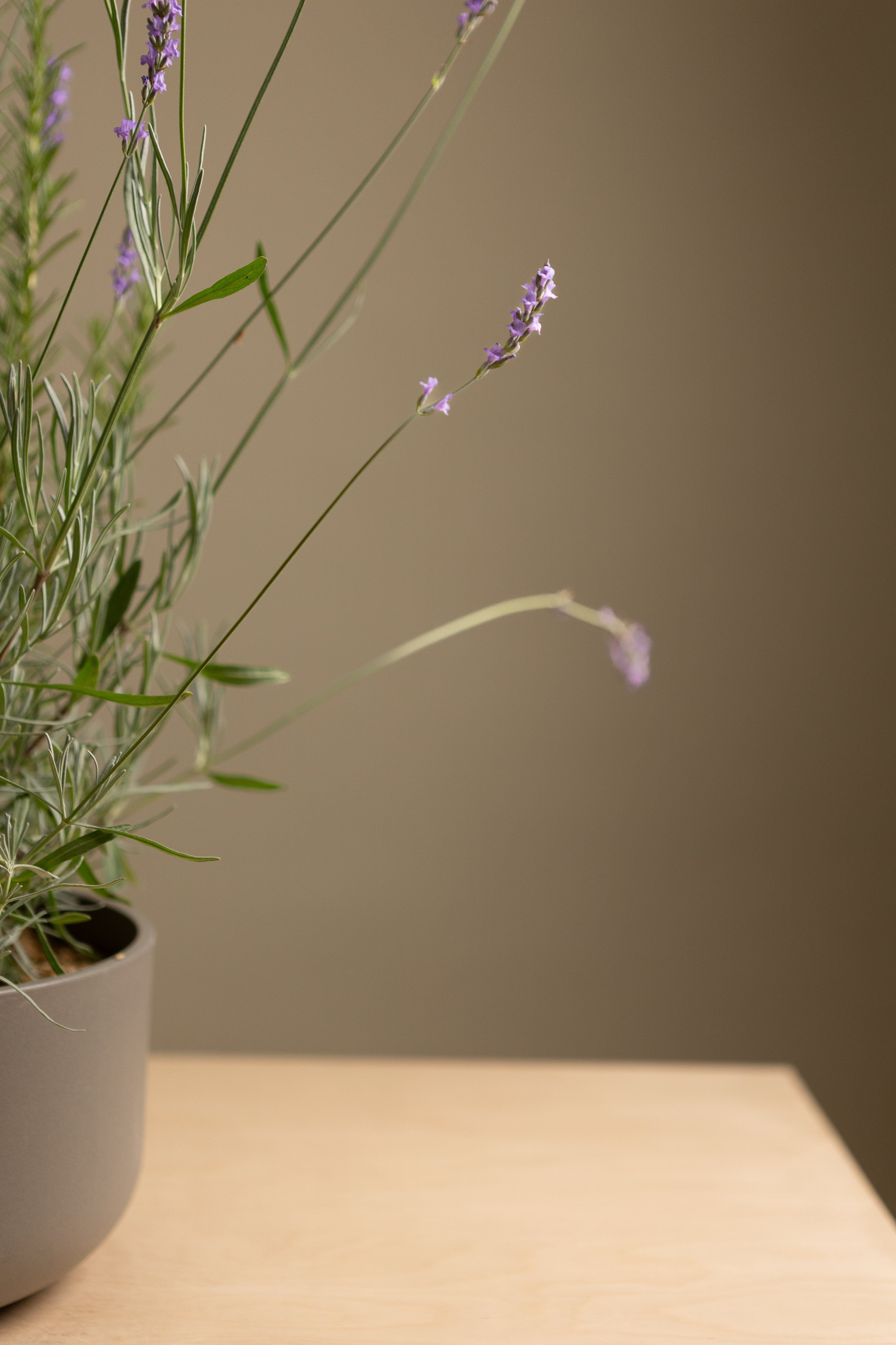 Lavender + Rosemary Bundle (Round)-Shrubb-
