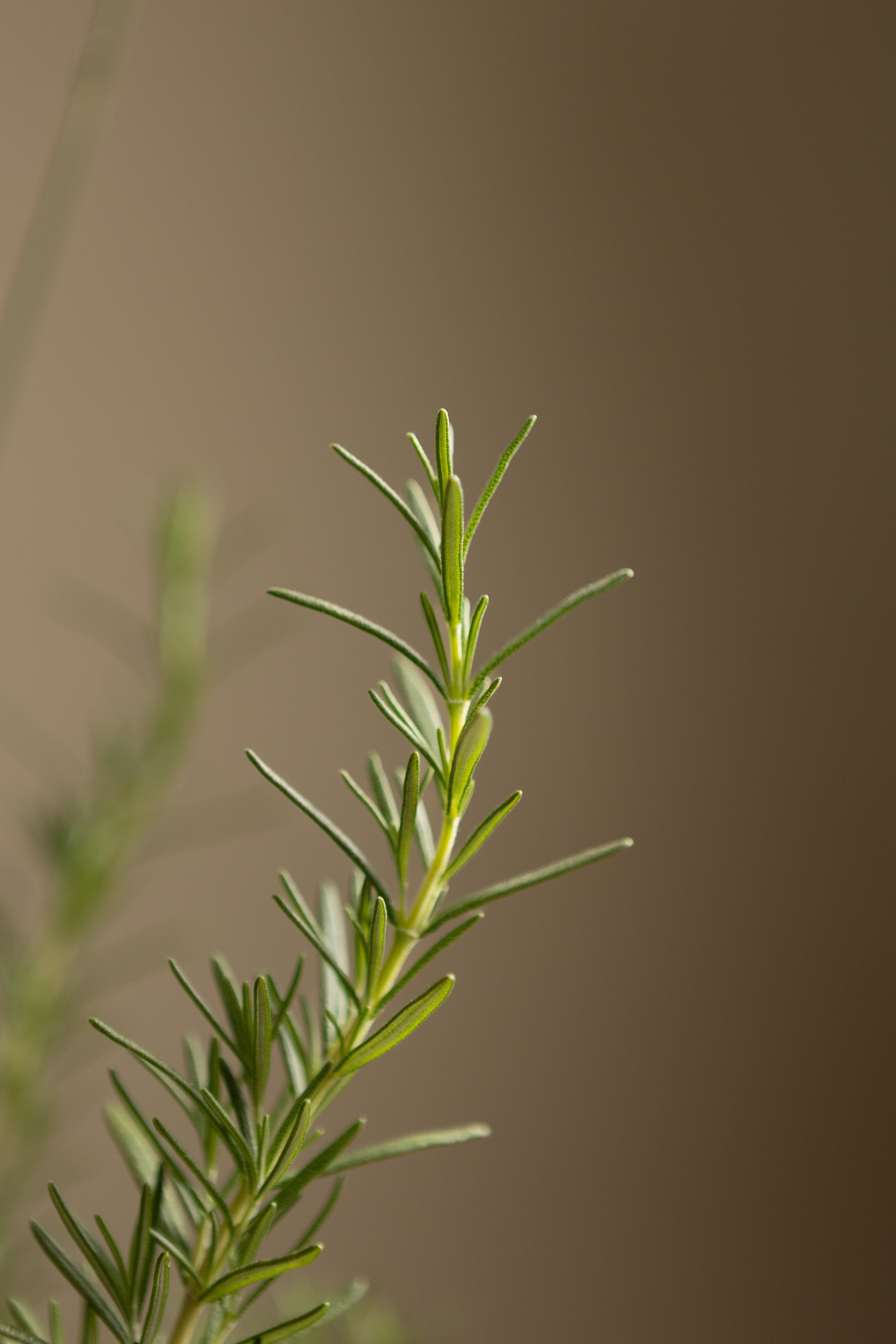 Lavender + Rosemary Bundle (Round)-Shrubb-