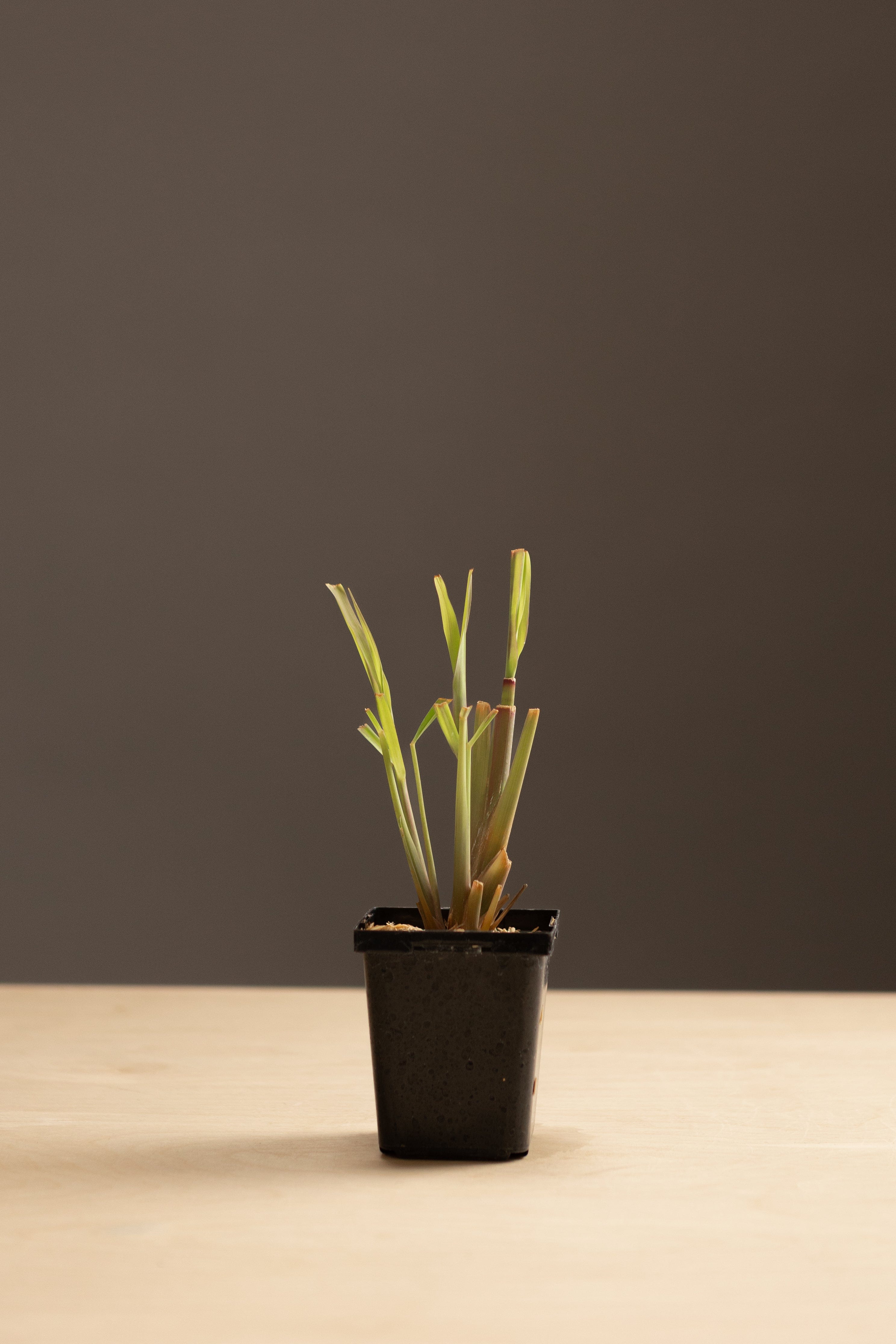 Lemongrass-Shrubb-