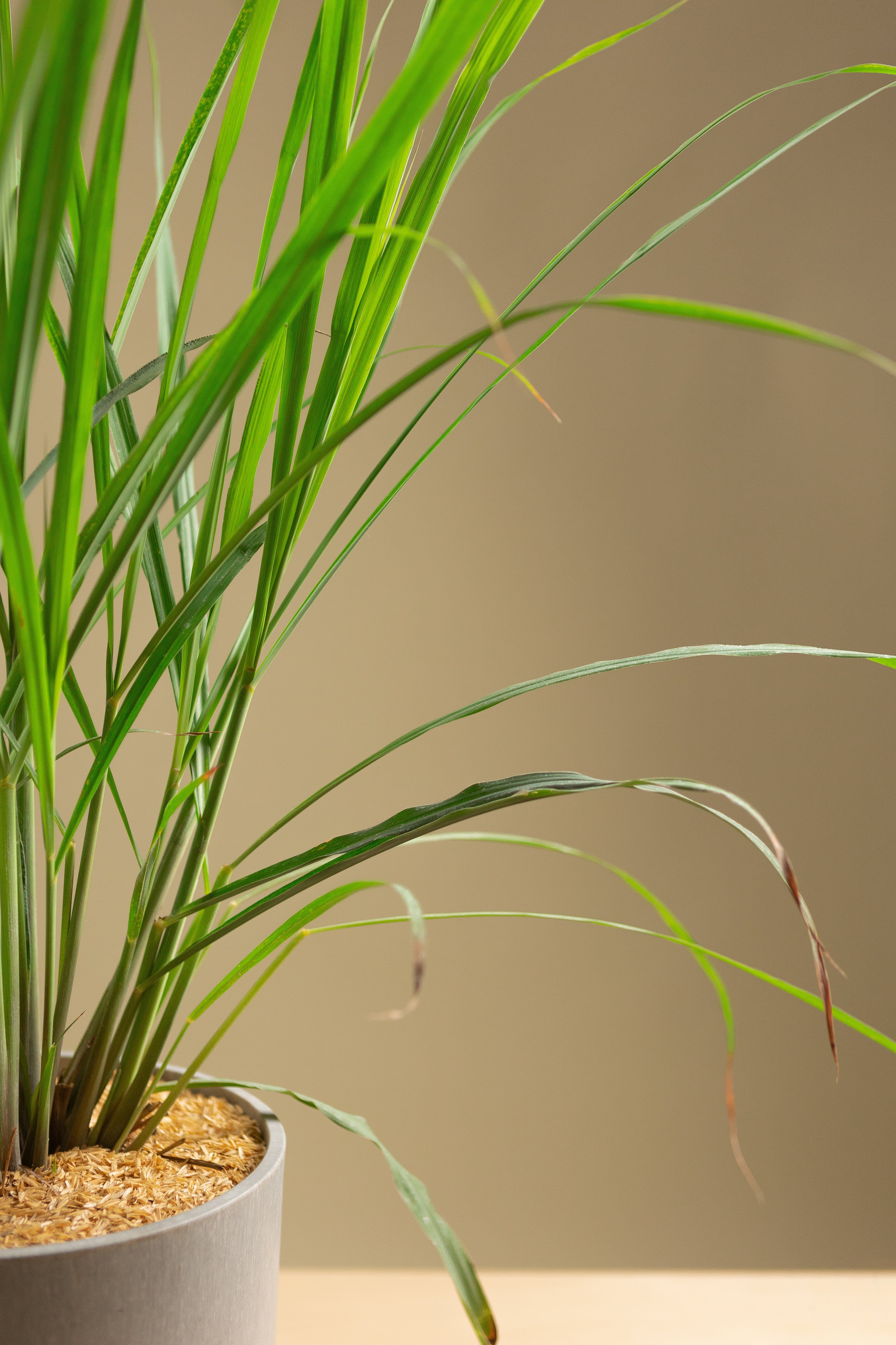 Lemongrass-Shrubb-