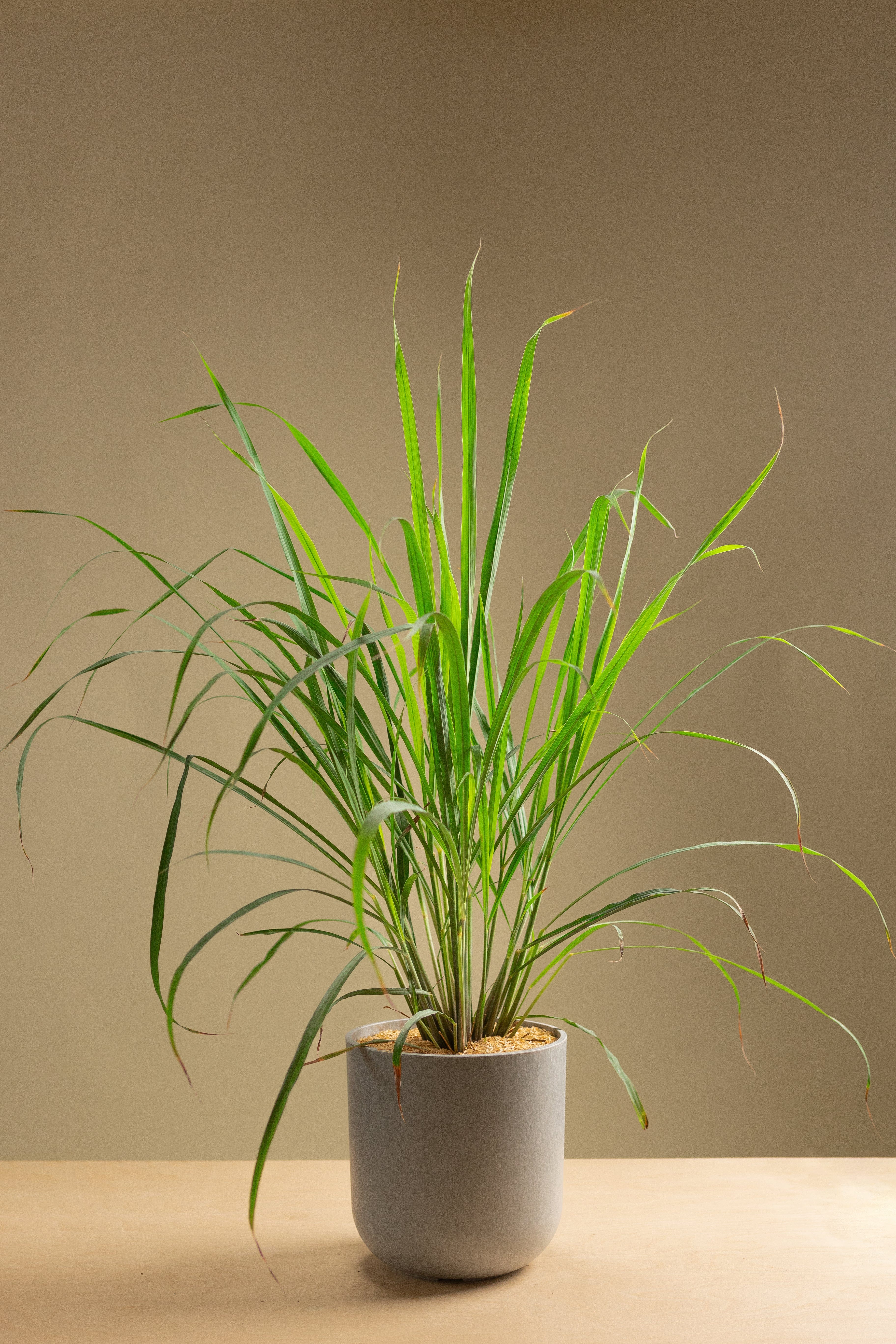Lemongrass-Shrubb-
