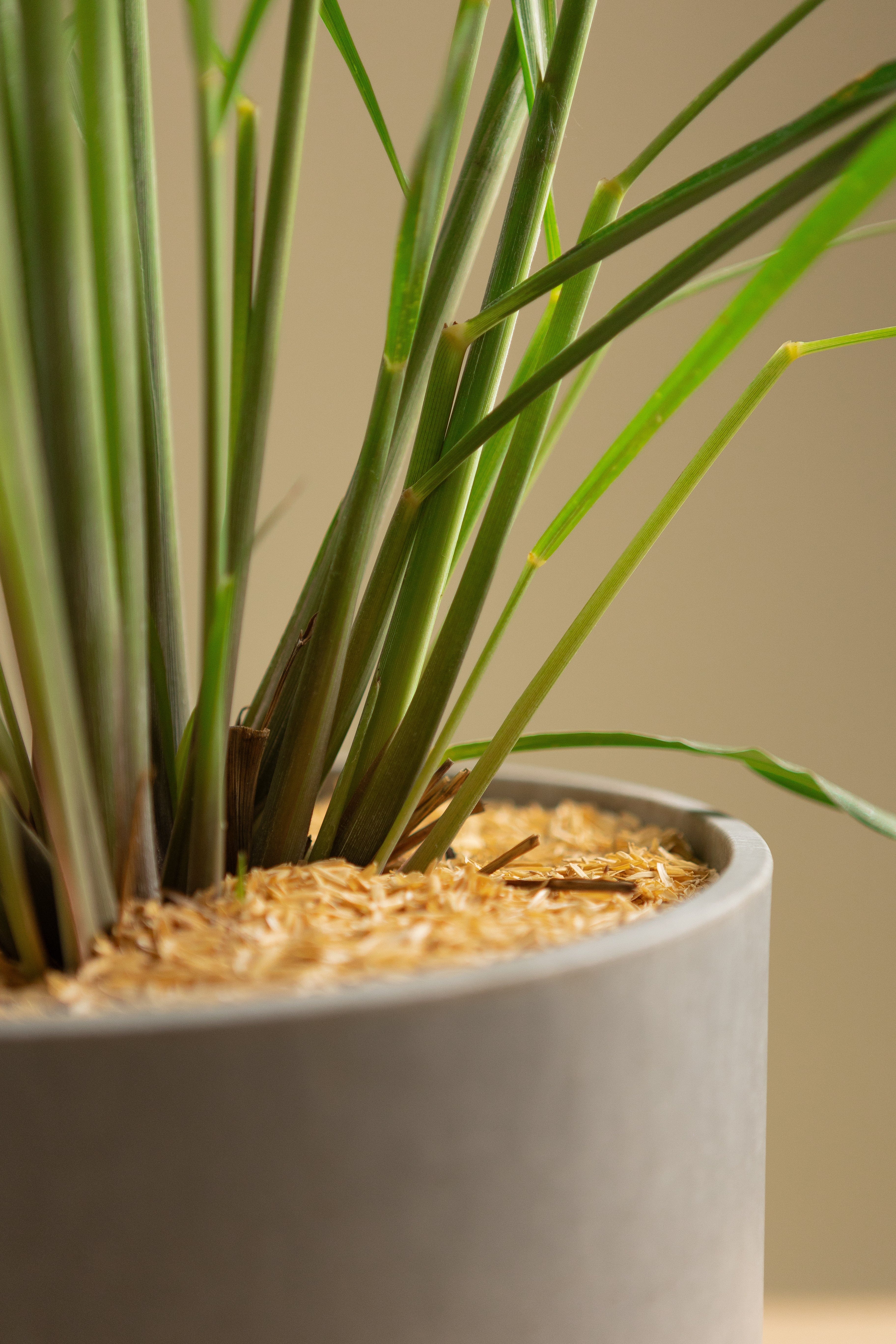 Lemongrass-Shrubb-