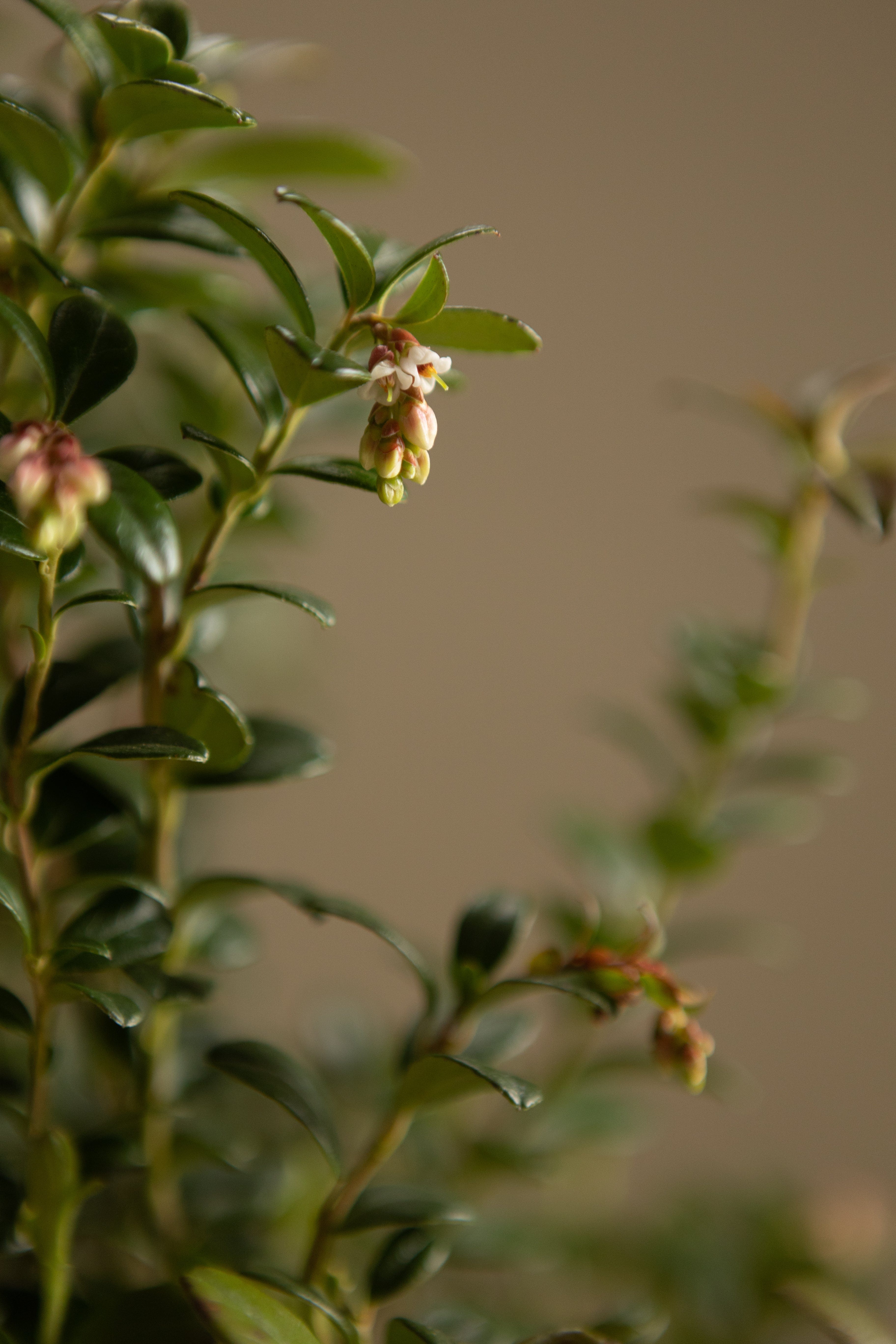 Lingonberry-Shrubb-