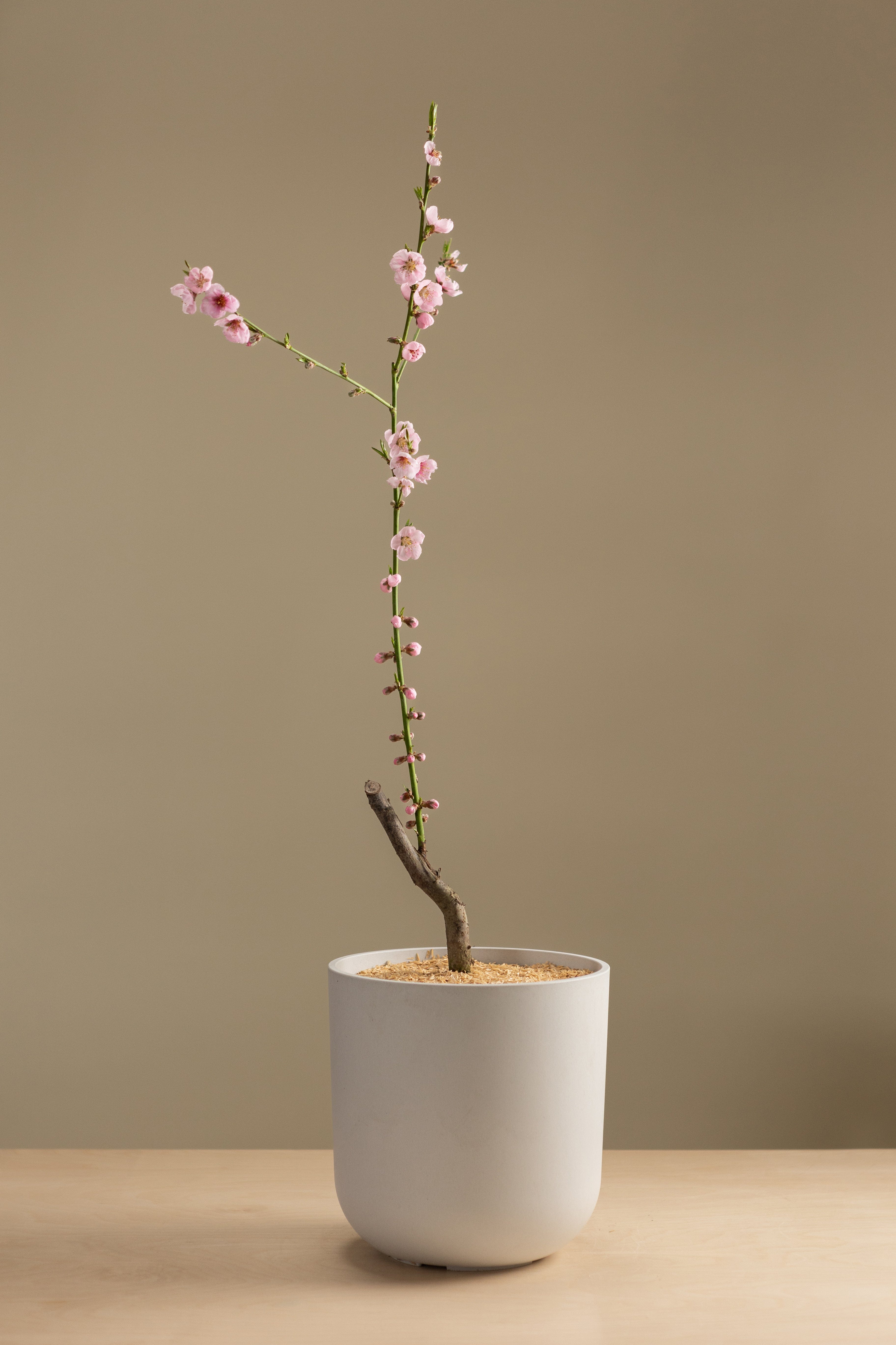 Yellow Flesh Nectarine-Shrubb-