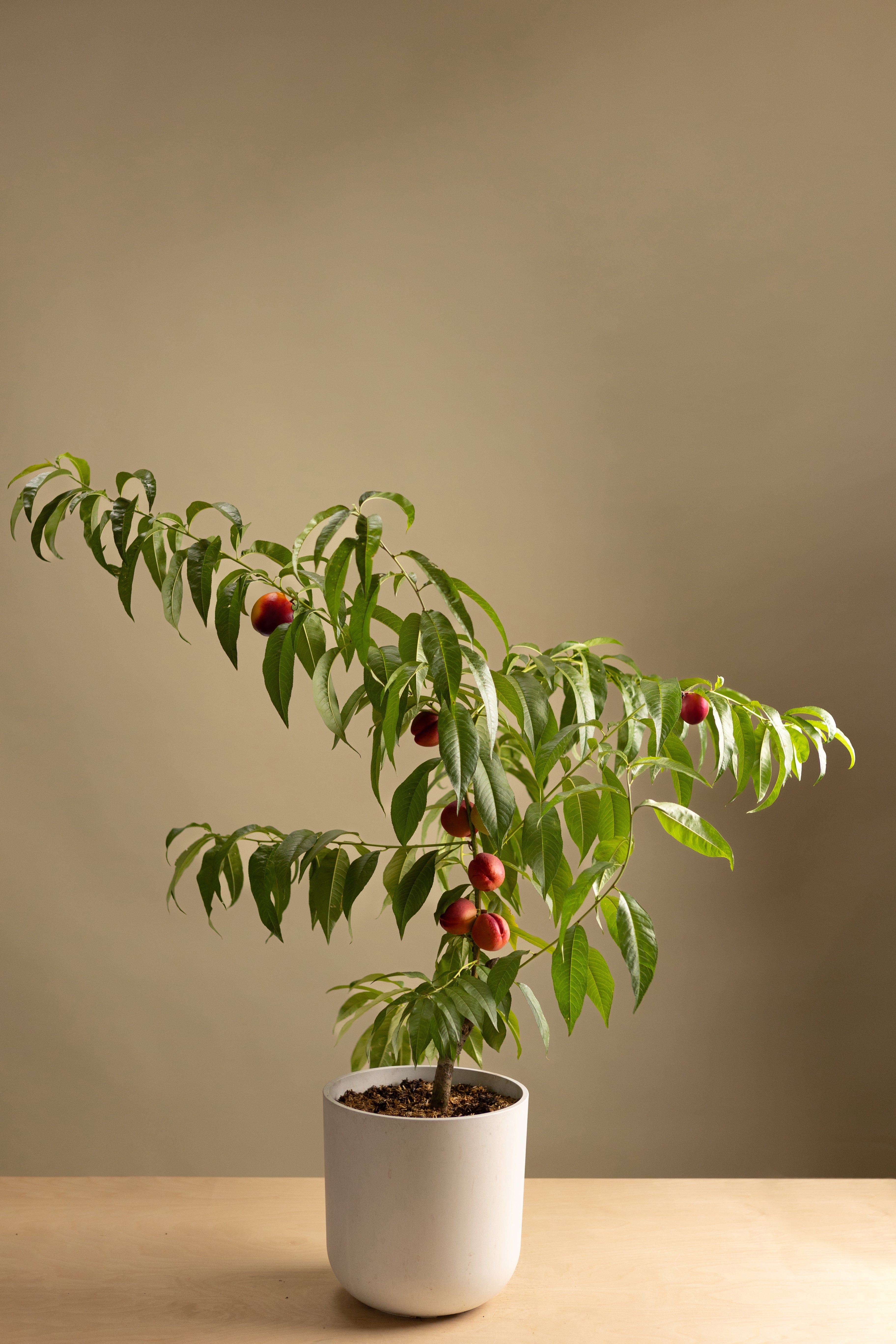 Yellow Flesh Nectarine-Shrubb-