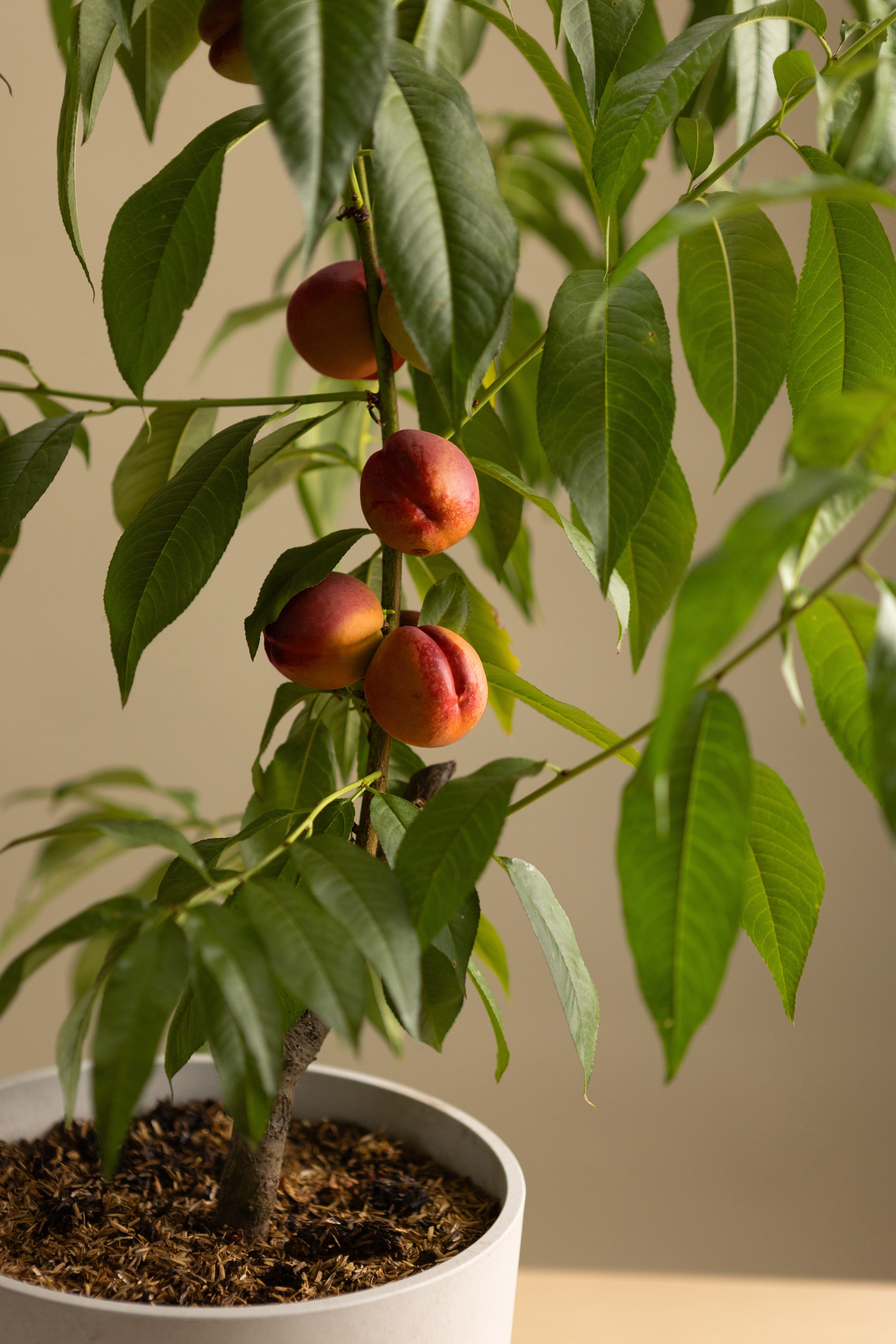 Yellow Flesh Nectarine-Shrubb-