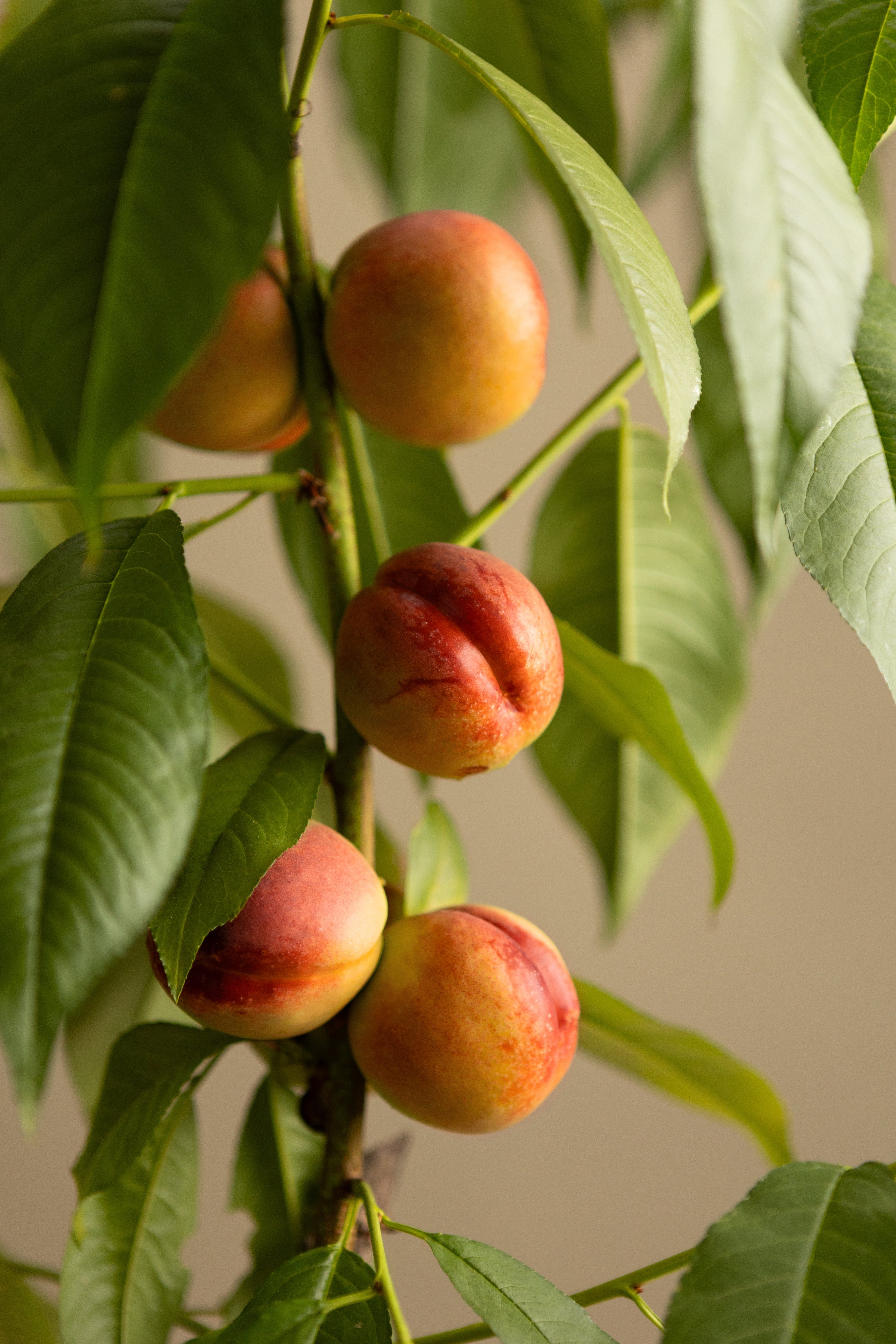 Yellow Flesh Nectarine-Shrubb-