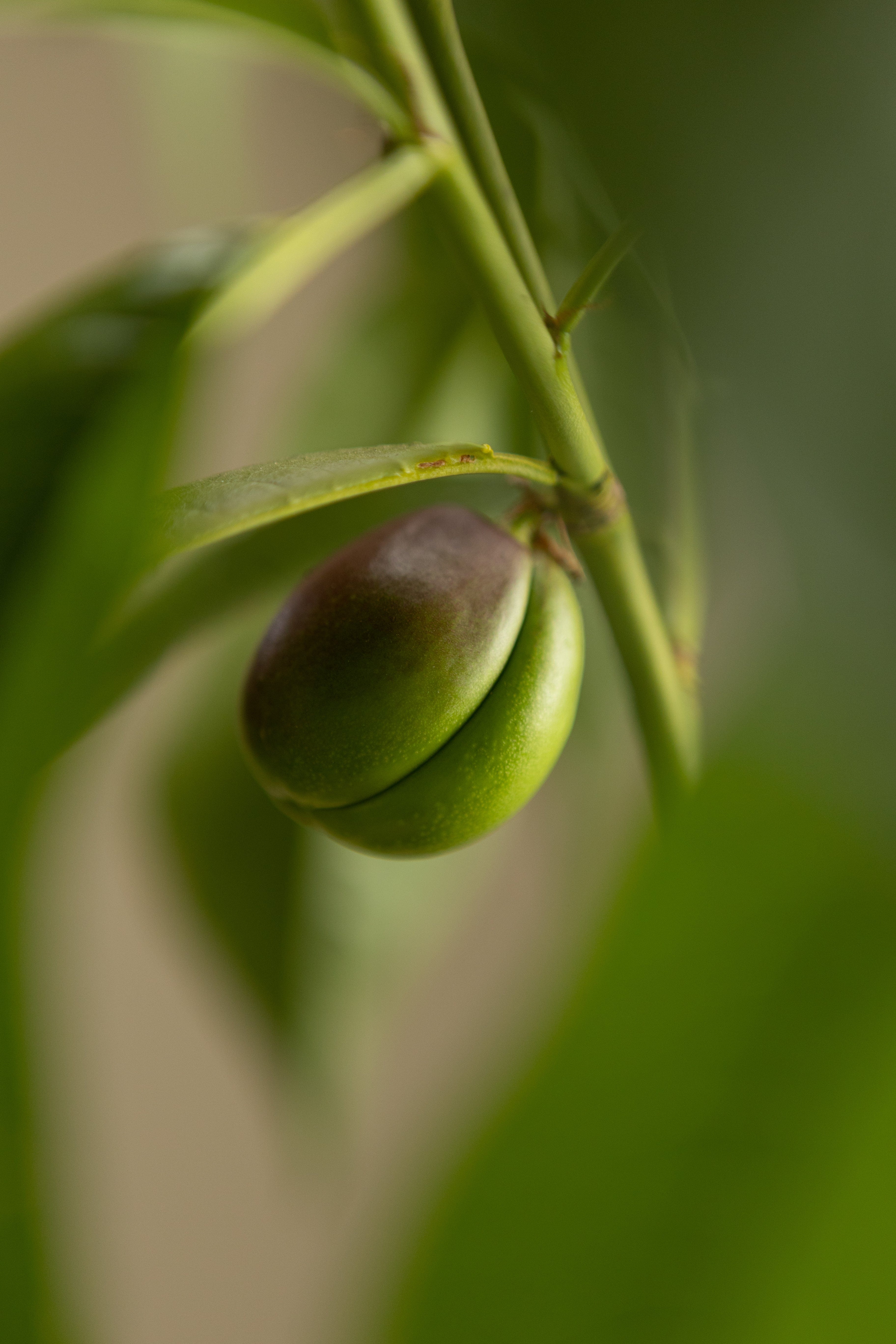Yellow Flesh Nectarine-Shrubb-