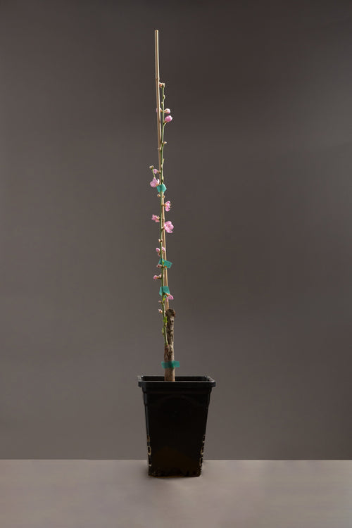 Red Flesh Nectarine-Fruit Tree-Raintree-