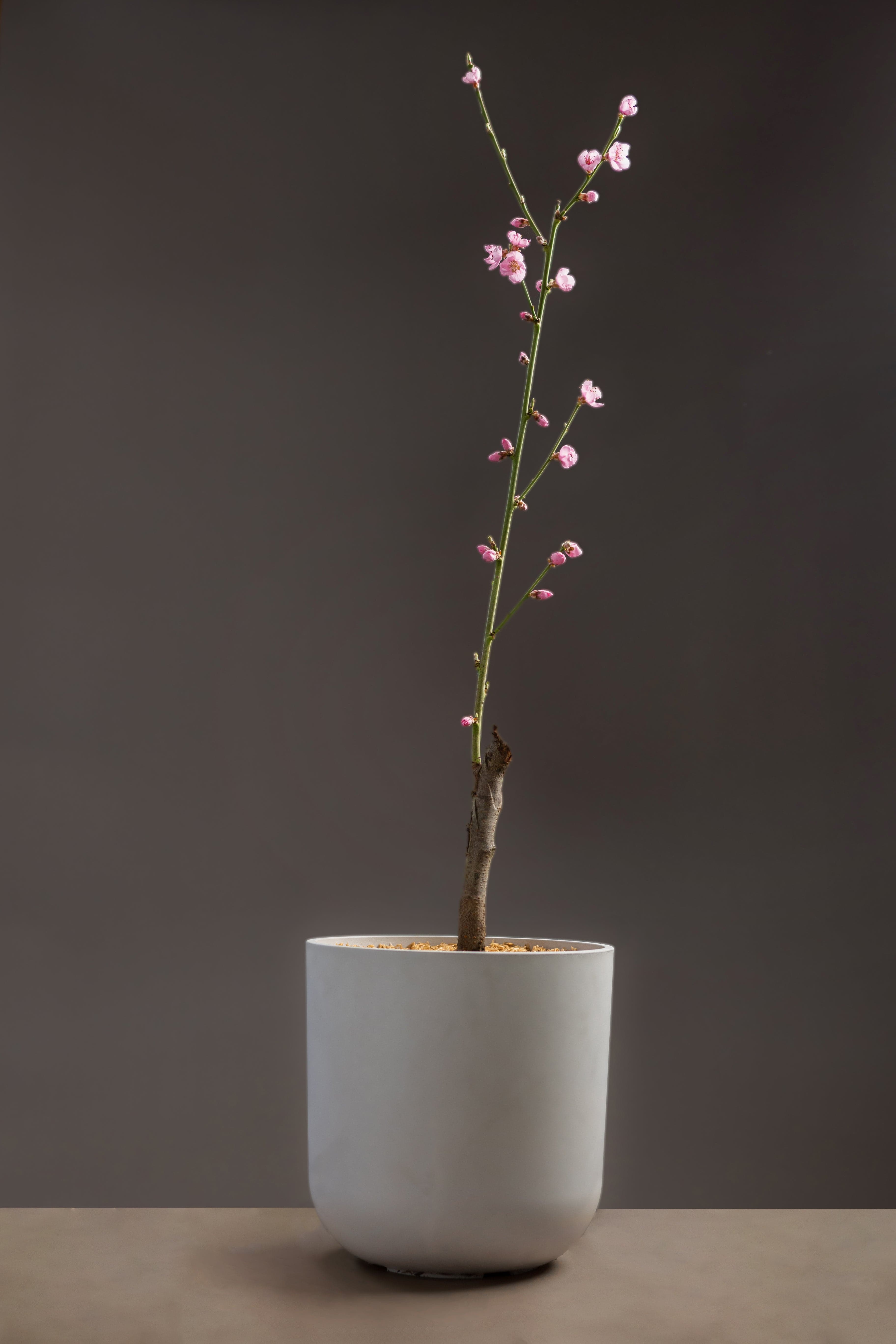 Red Flesh Nectarine-Fruit Tree-Raintree-