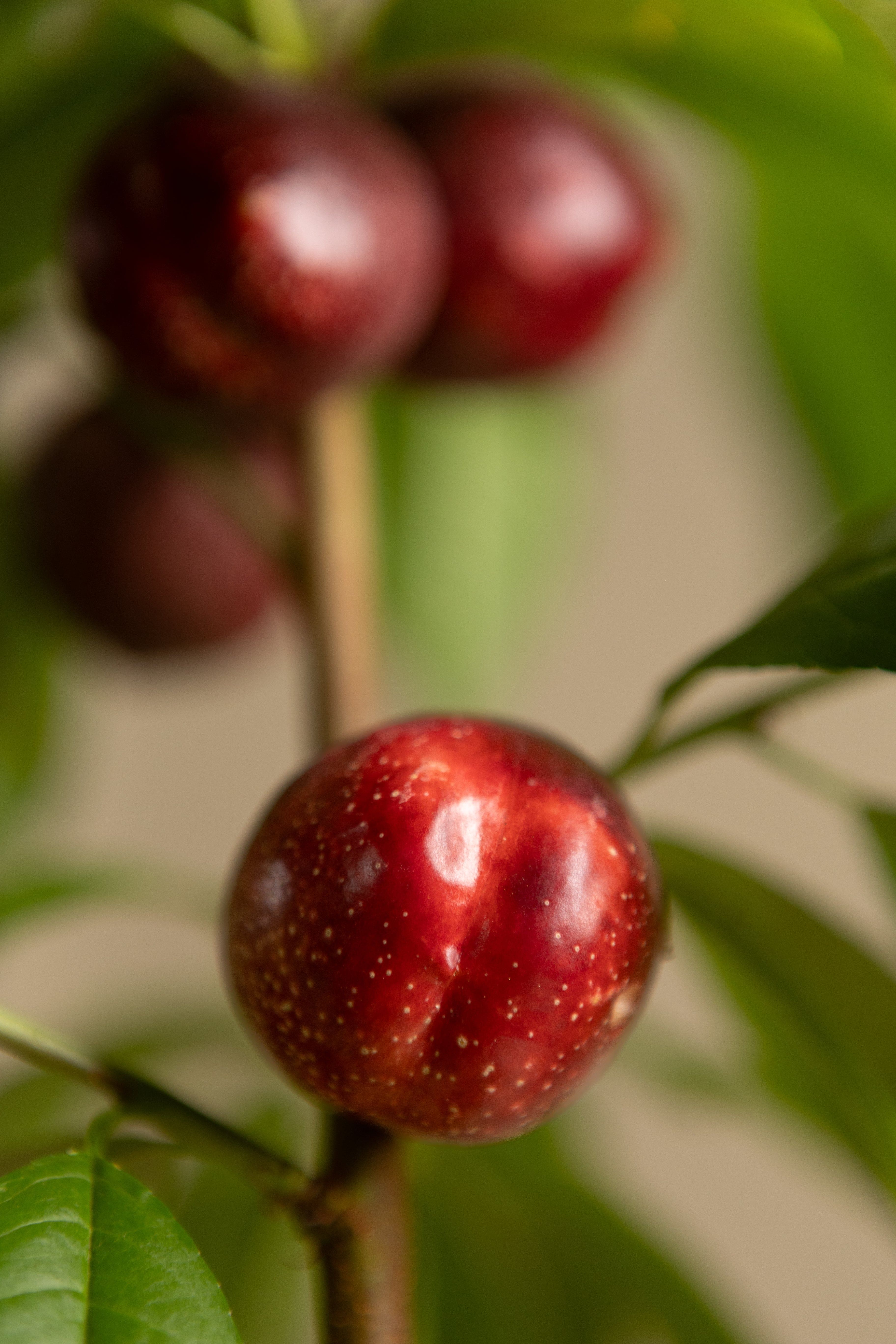 Red Flesh Nectarine-Fruit Tree-Raintree-