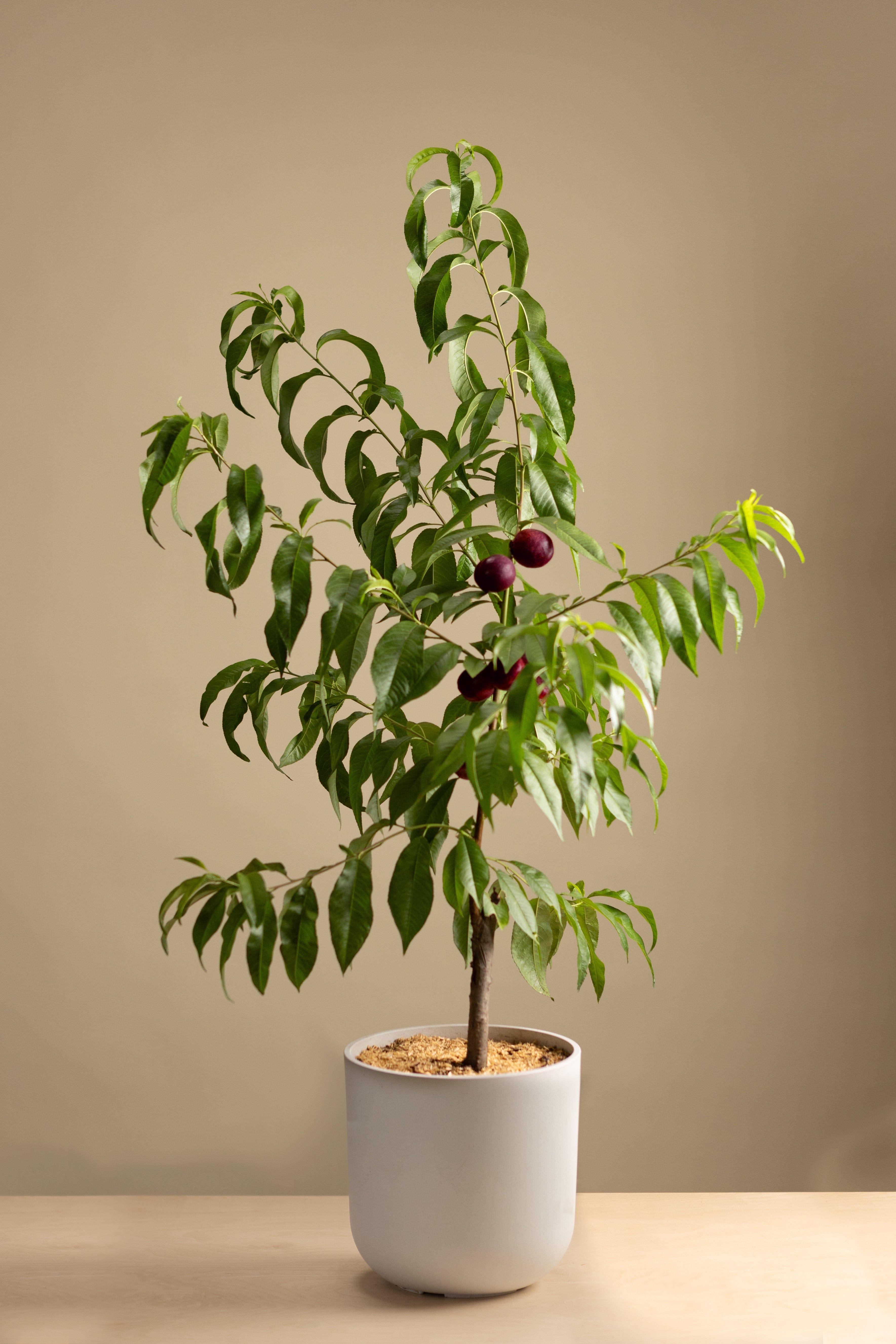 Red Flesh Nectarine-Fruit Tree-Raintree-