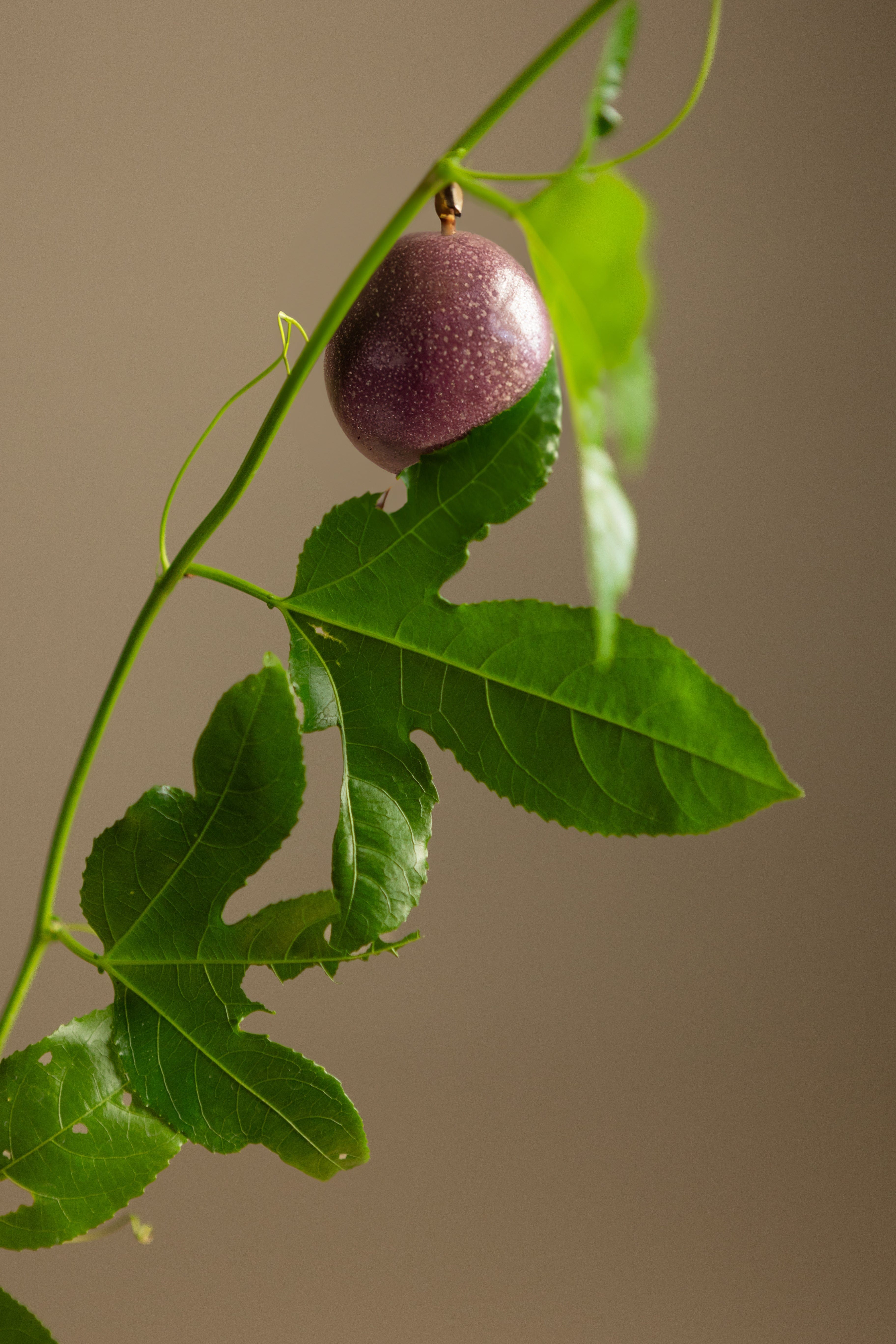 Passionfruit-Shrubb-