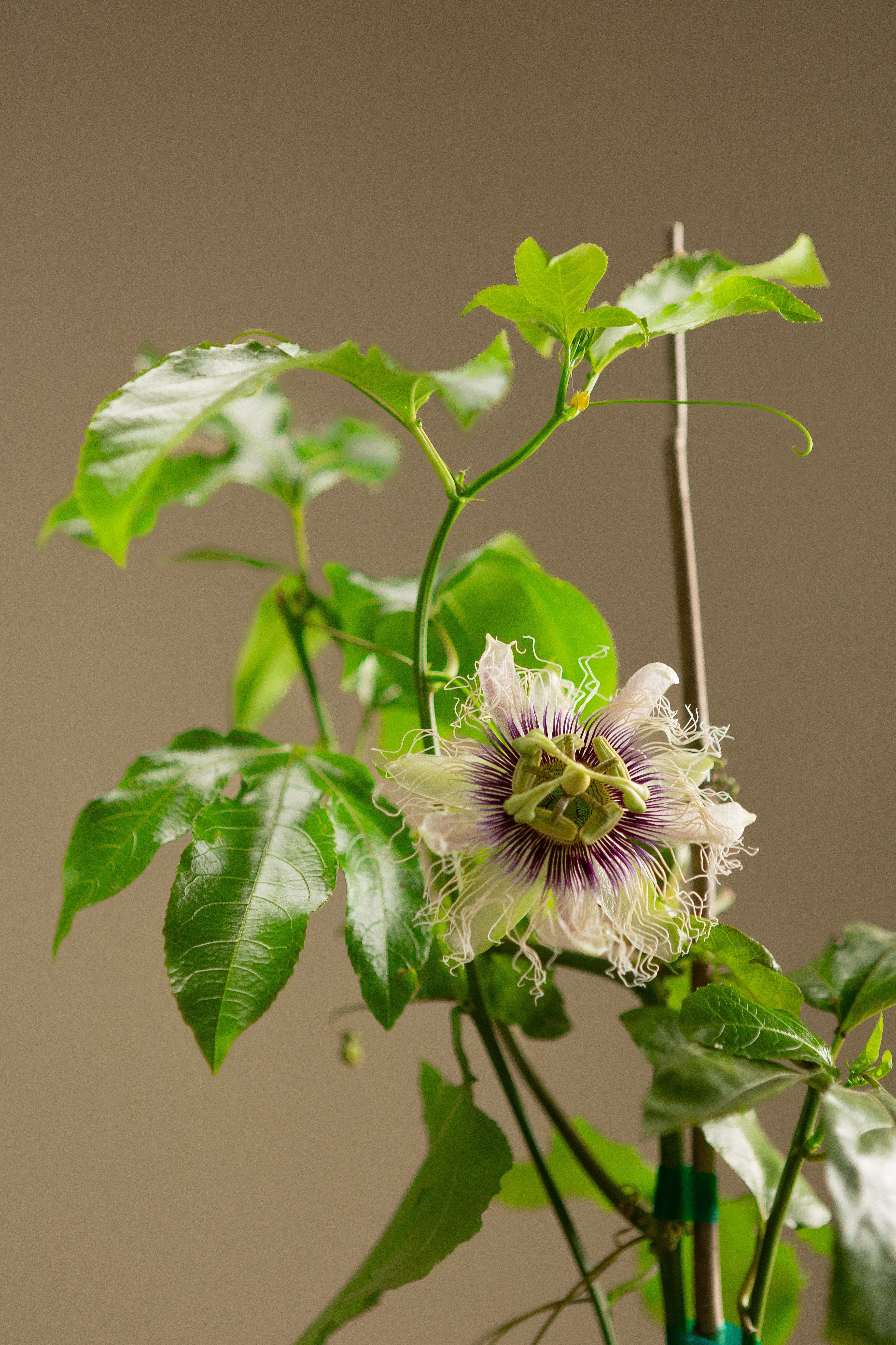 Passionfruit-Shrubb-