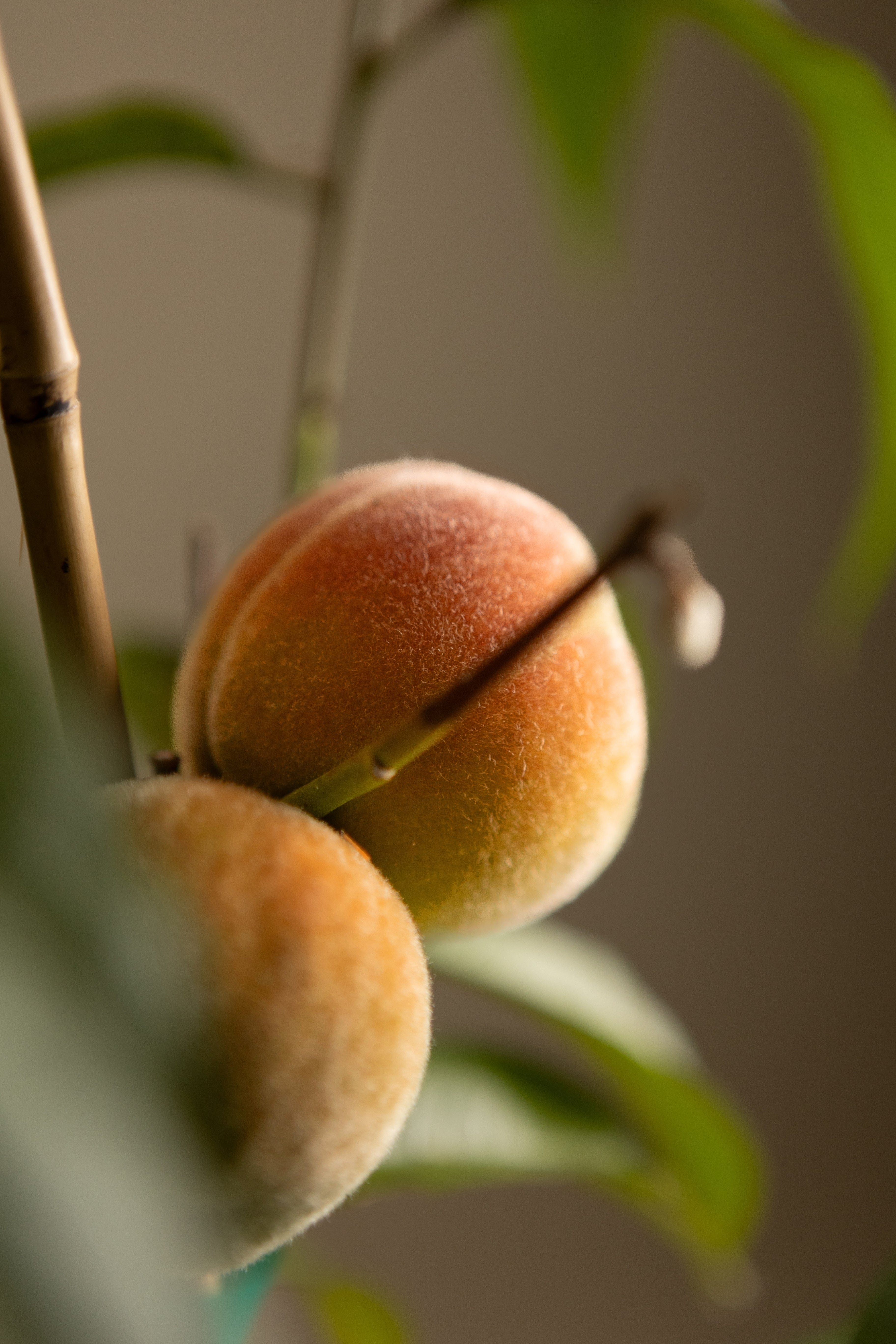 Yellow Flesh Peach-Shrubb-