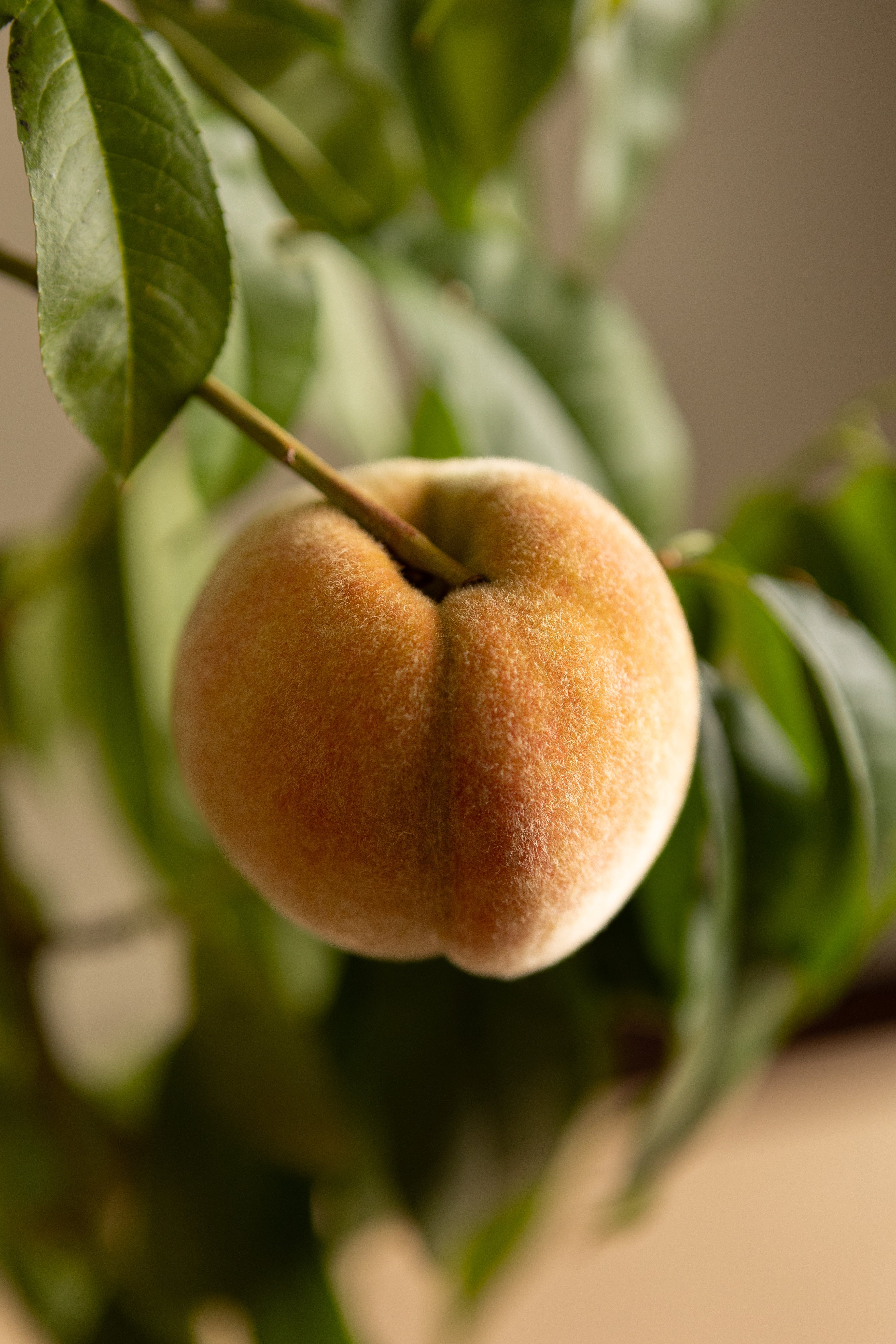 Yellow Flesh Peach-Shrubb-