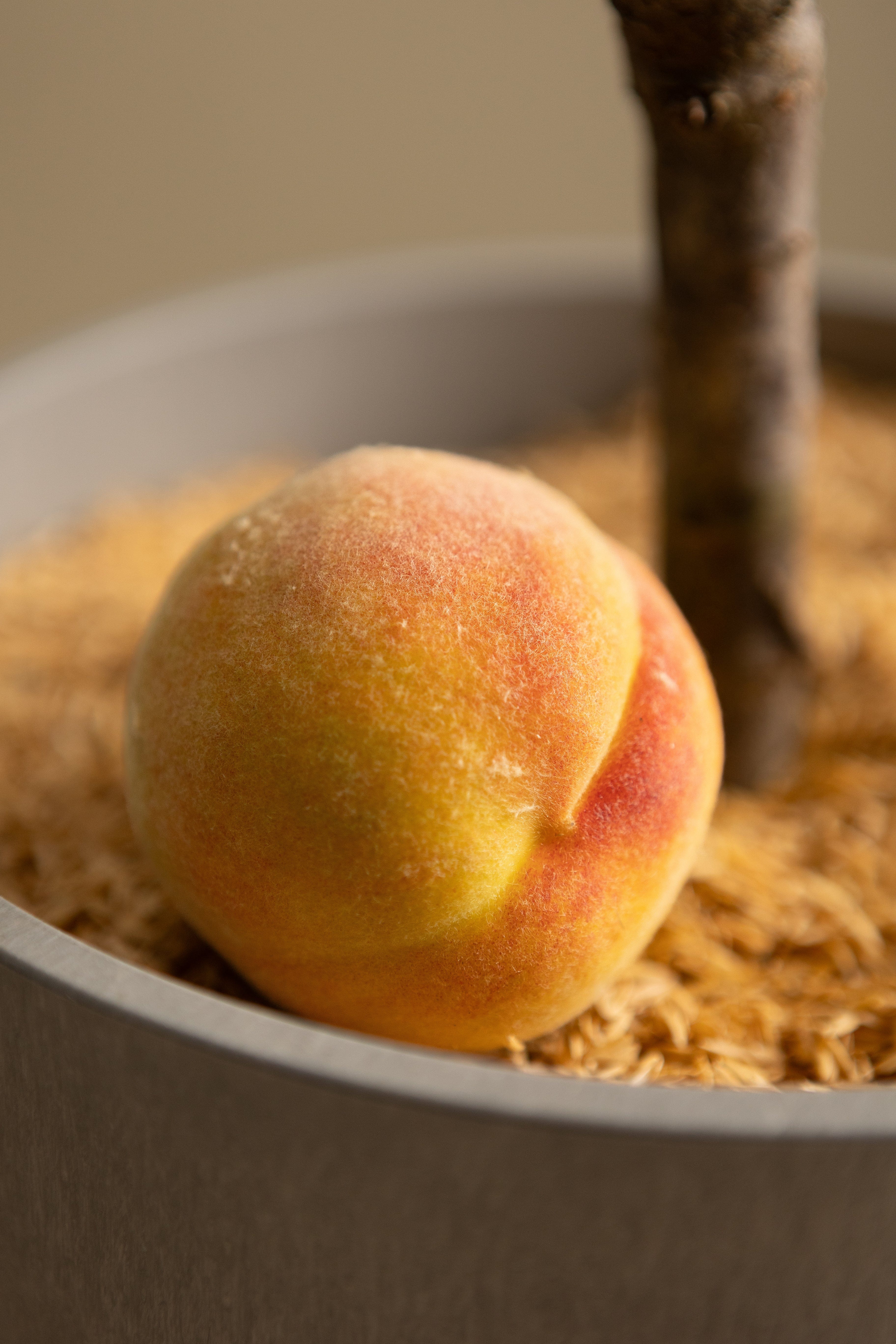 Yellow Flesh Peach-Shrubb-