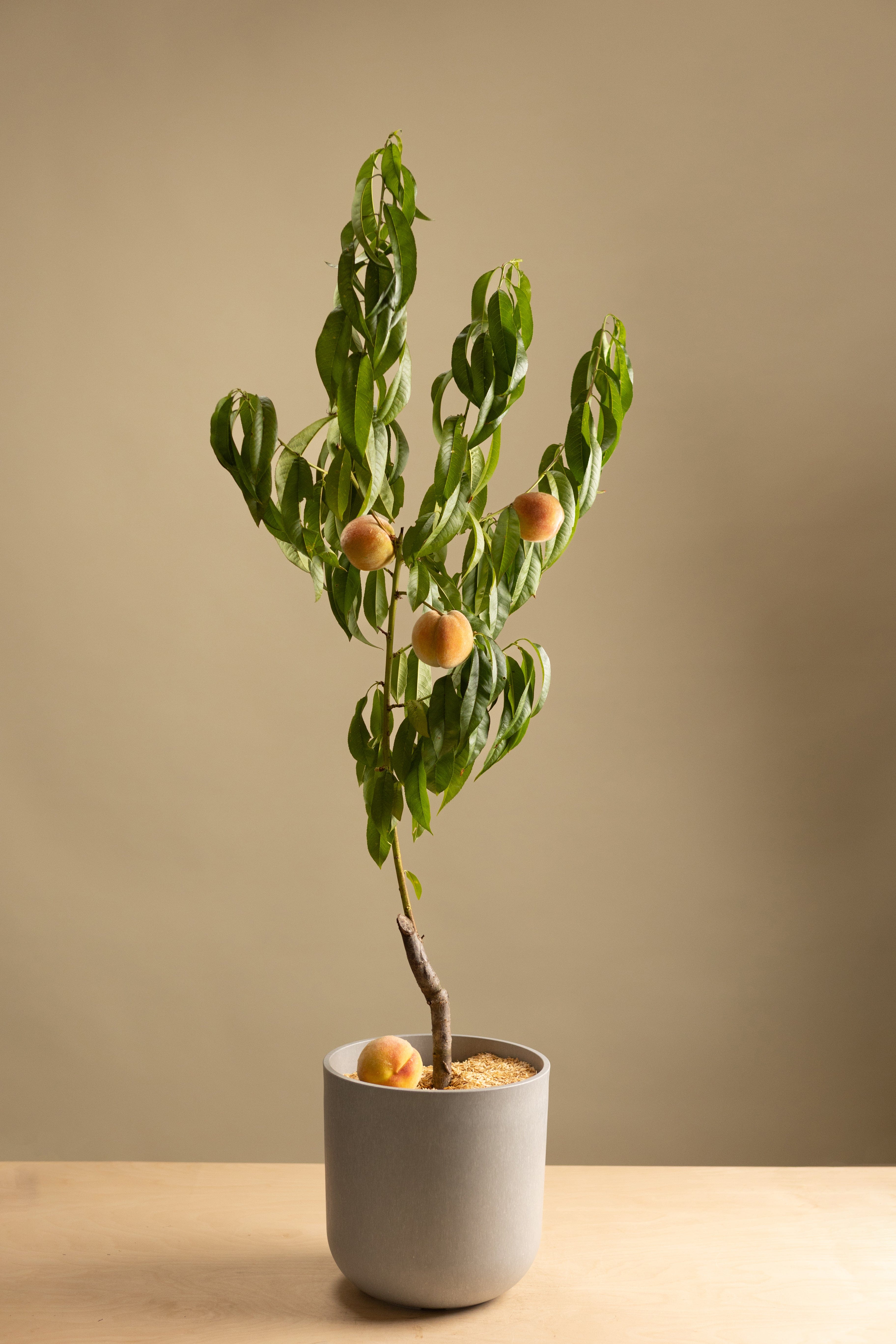 Yellow Flesh Peach-Shrubb-